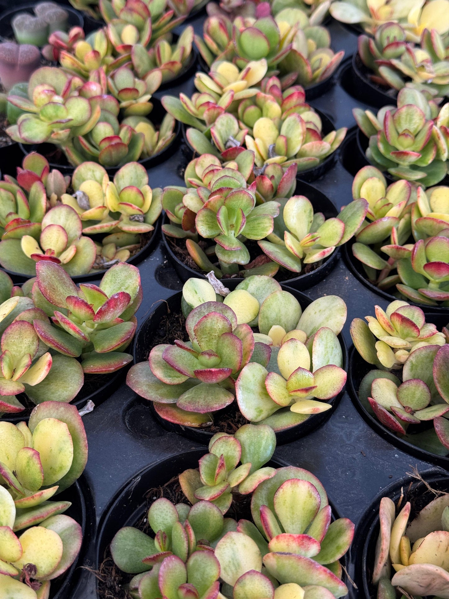 Crassula Carnival híbrida variegada 4”
