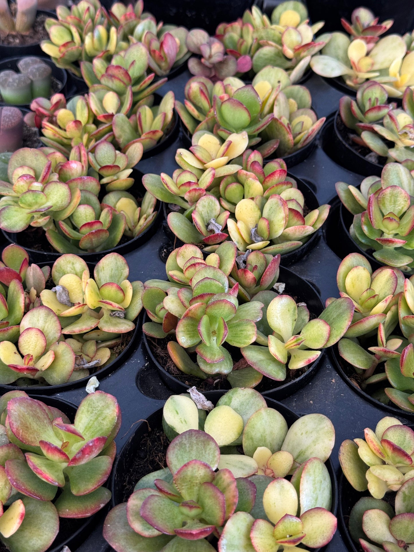 Crassula Carnival híbrida variegada 4”