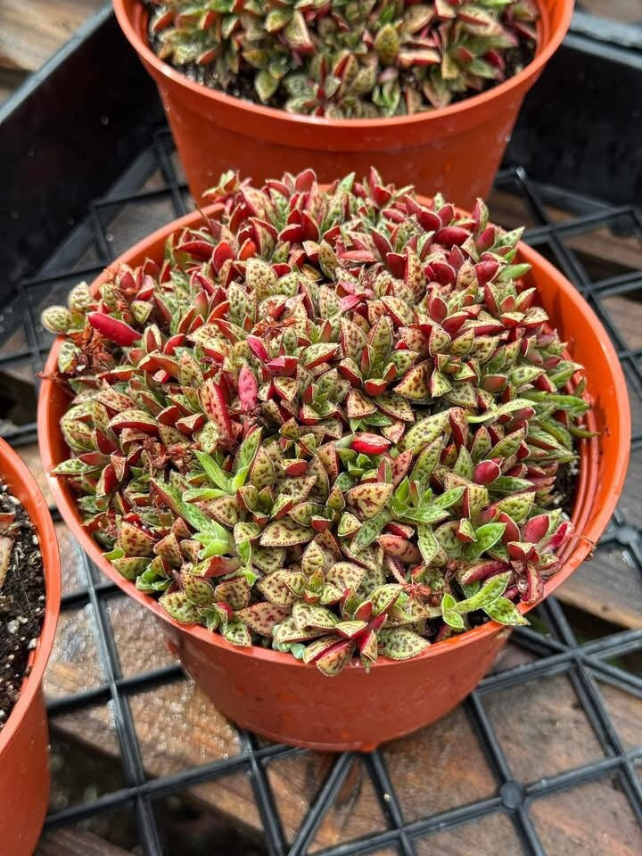 Crassula exilis subsp picturata