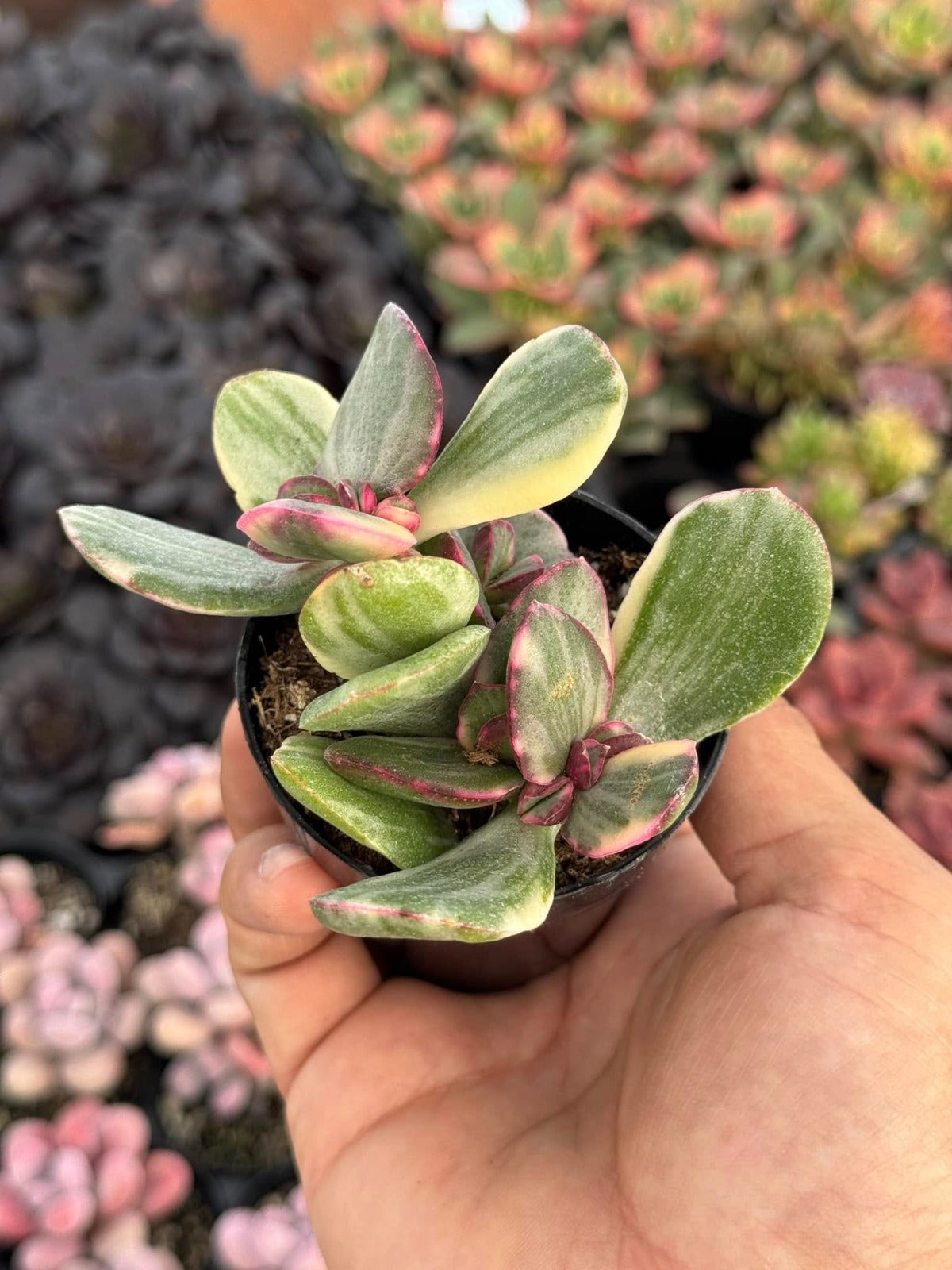 Crassula obliqua híbrido Variegada