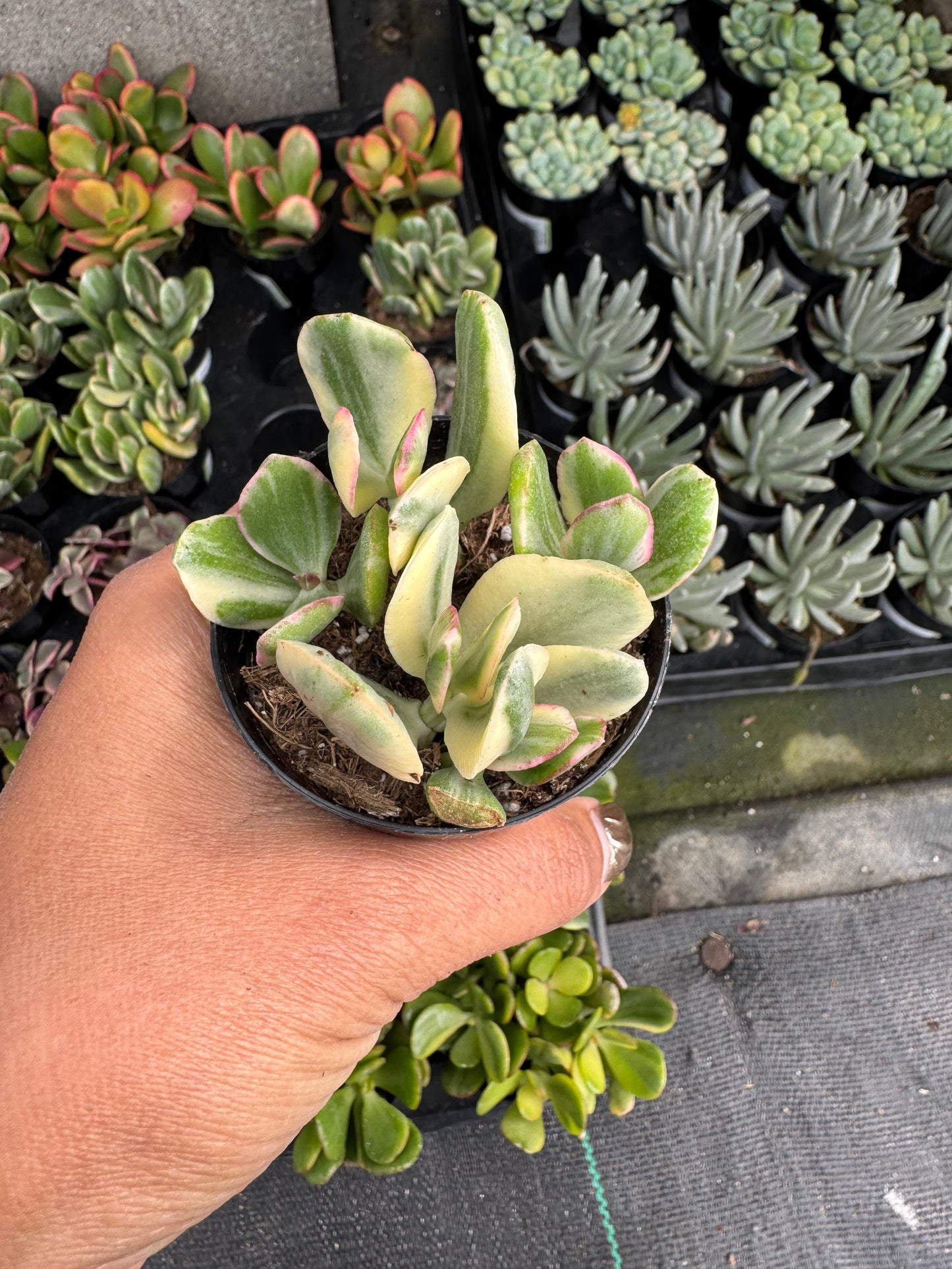 Crassula obliqua tricolor