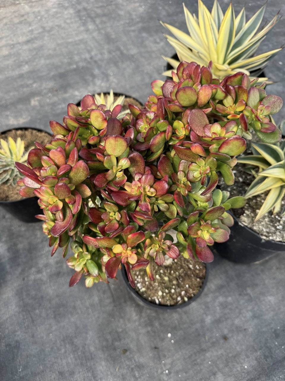 Crassulla Carnival híbrida variegada