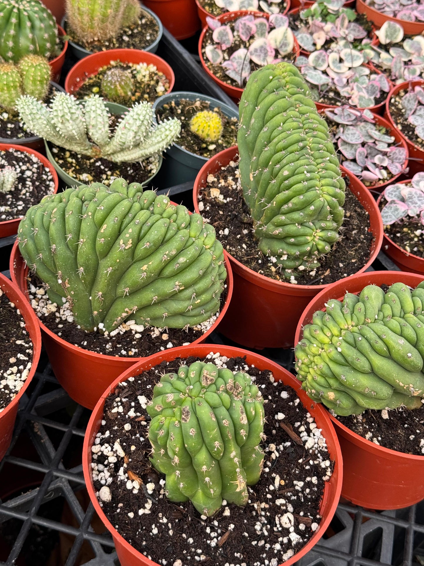 Cresta san Pedro 4”