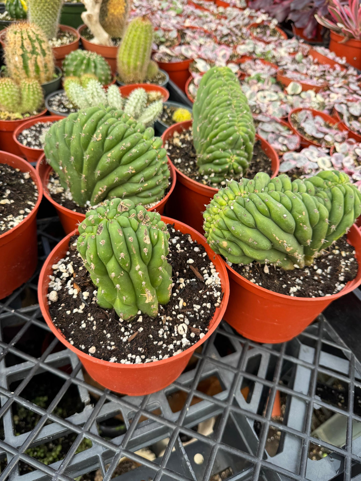 Cresta san Pedro 4”