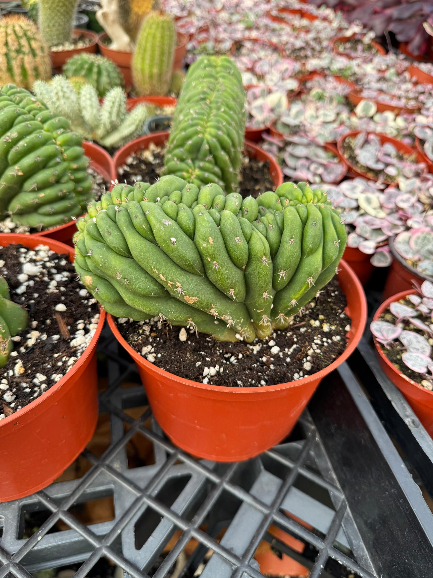 Cresta san Pedro 4”