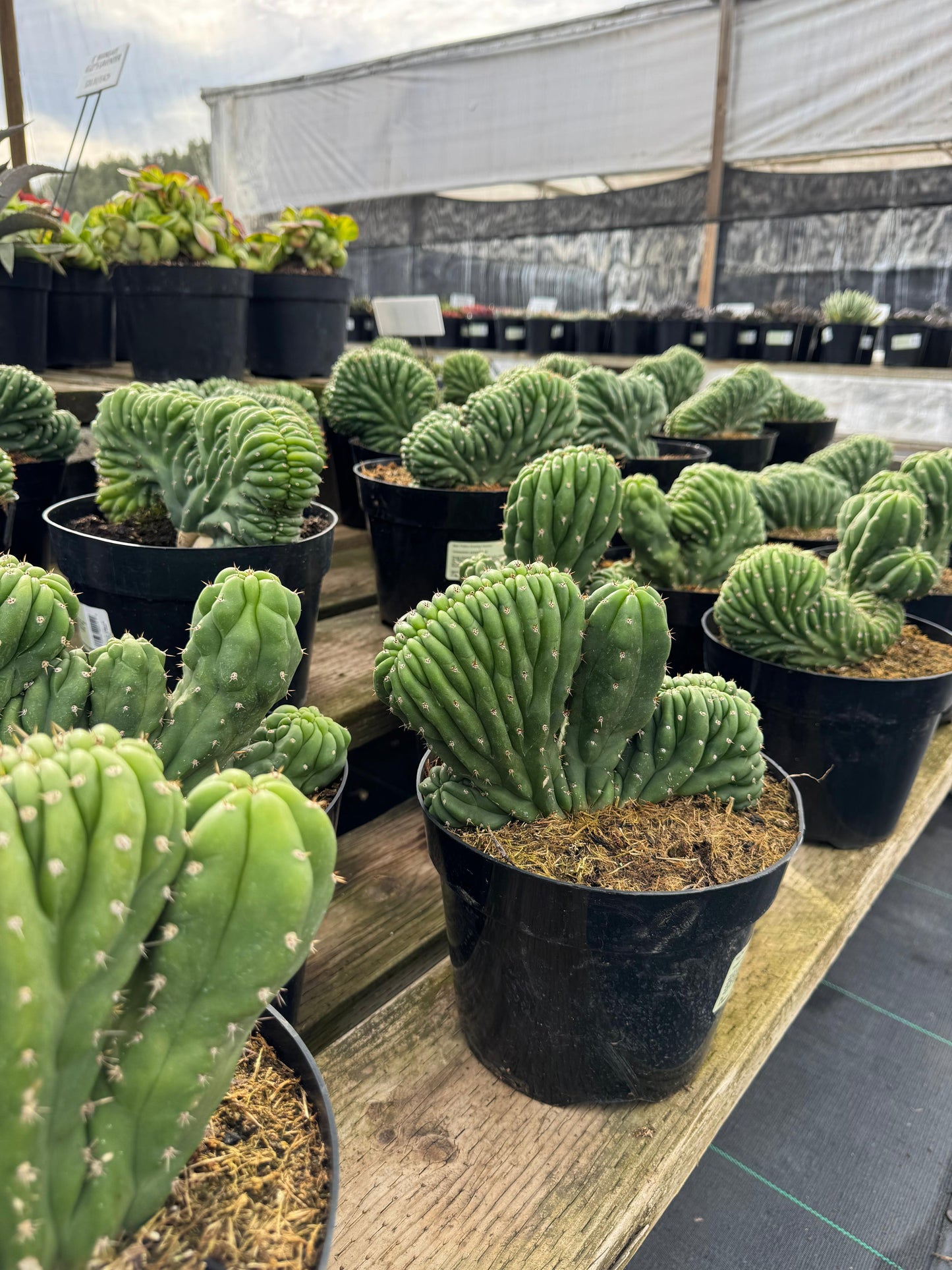 Cresta san Pedro 8”