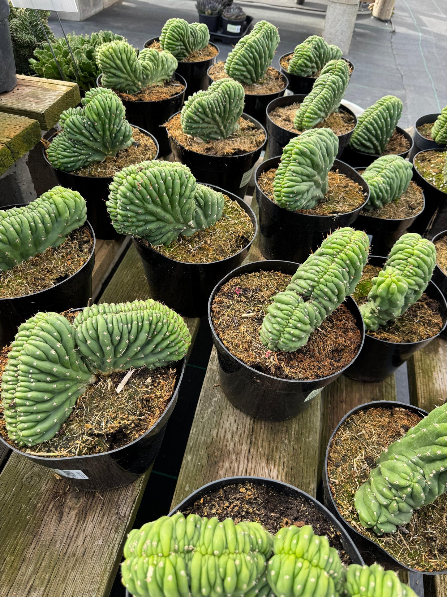 Cresta san Pedro 8”