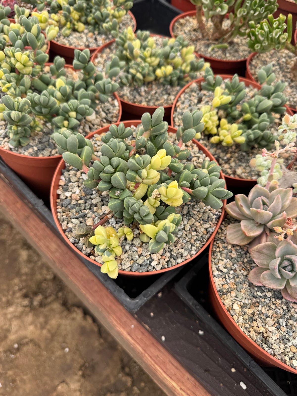 Delosperma lehmannii variegado cluster 6”