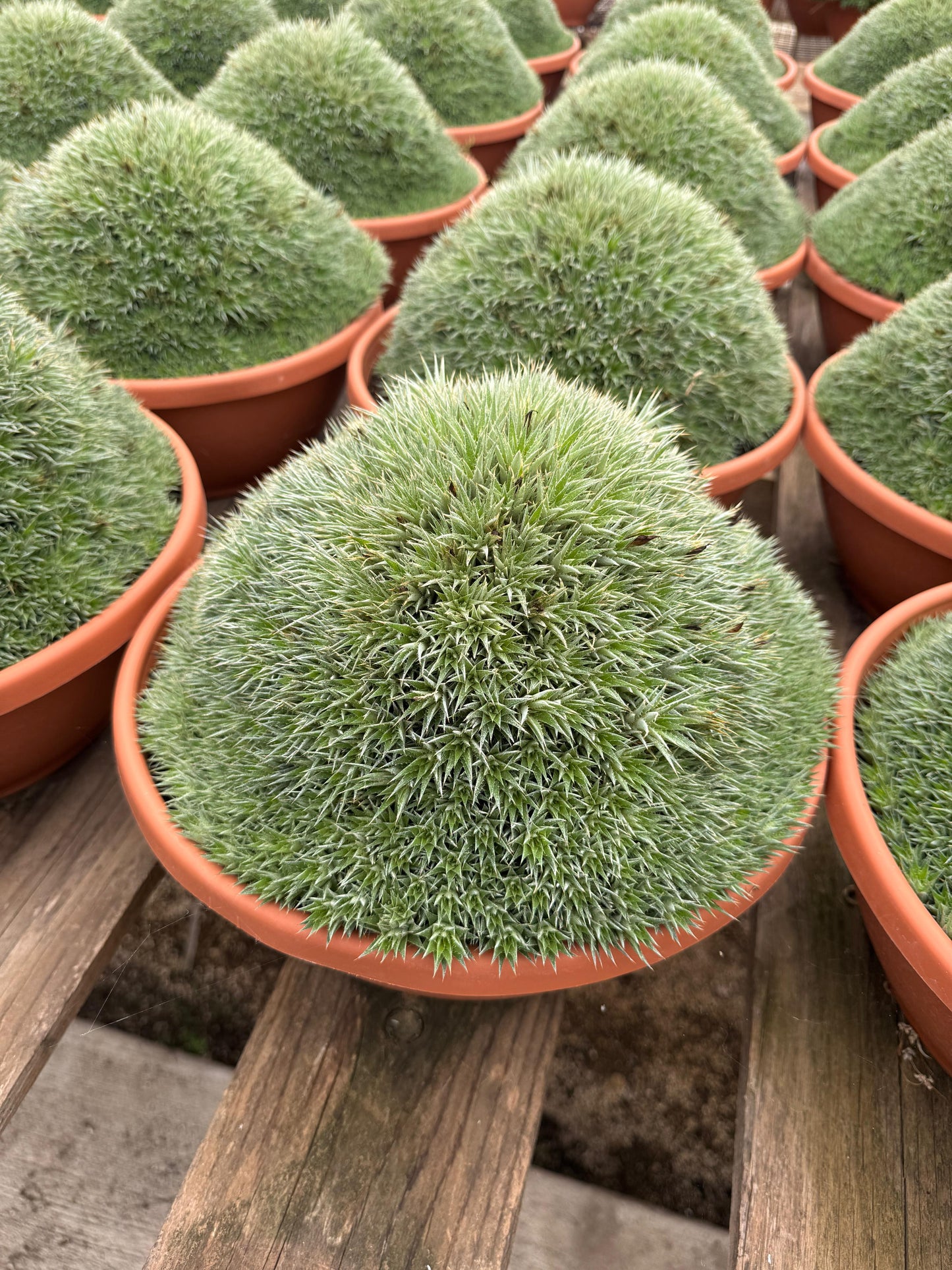 Deuterochnia brevifolia