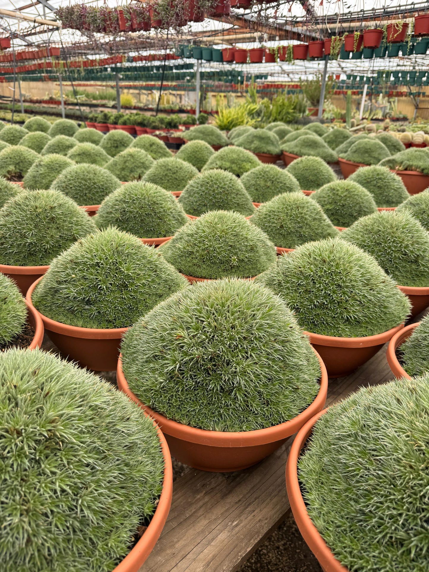 Deuterochnia brevifolia