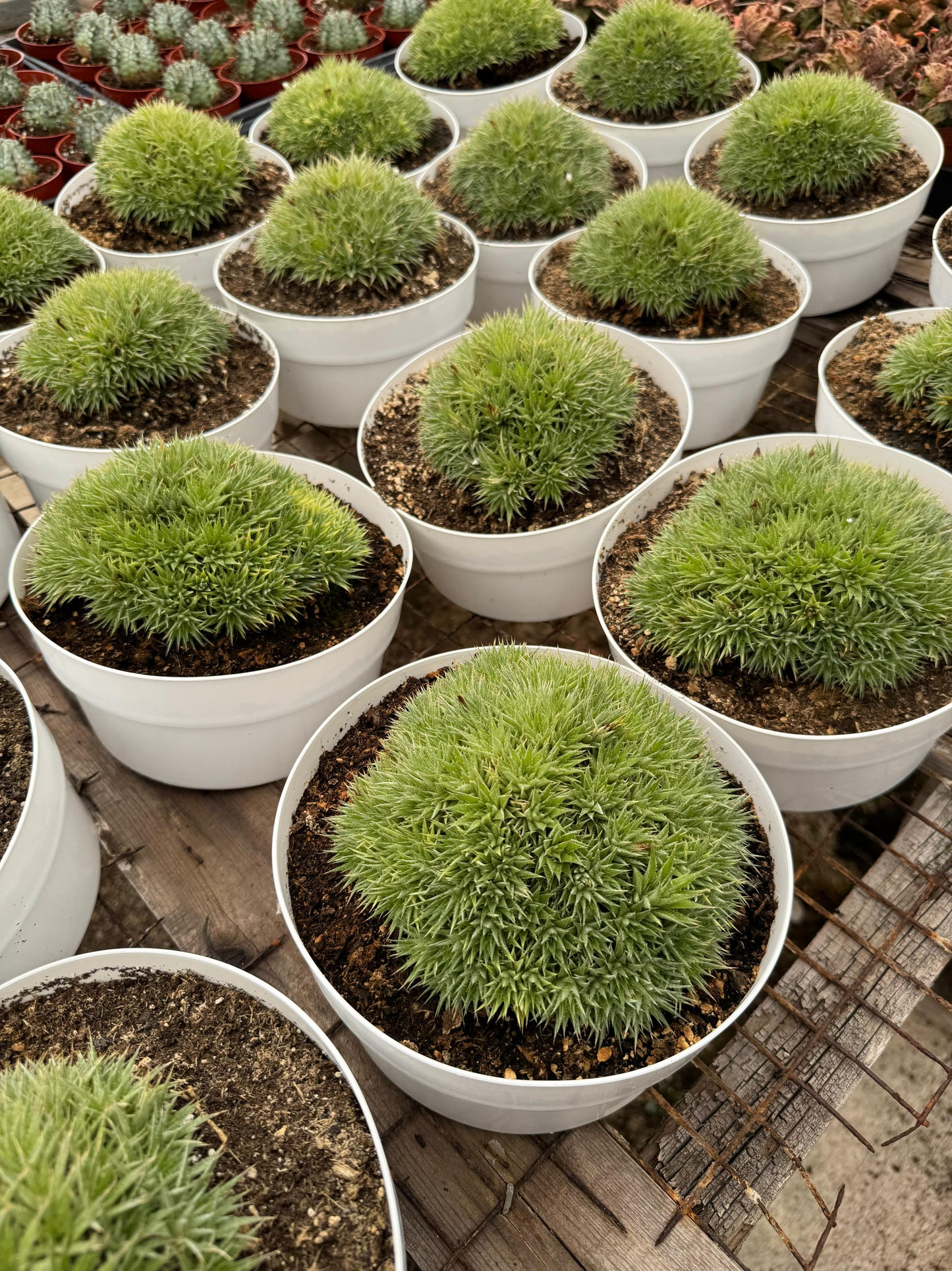 Deuterochnia brevifolia