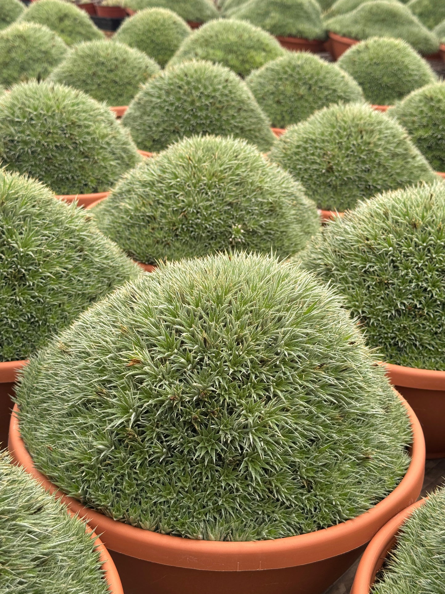 Deuterochnia brevifolia