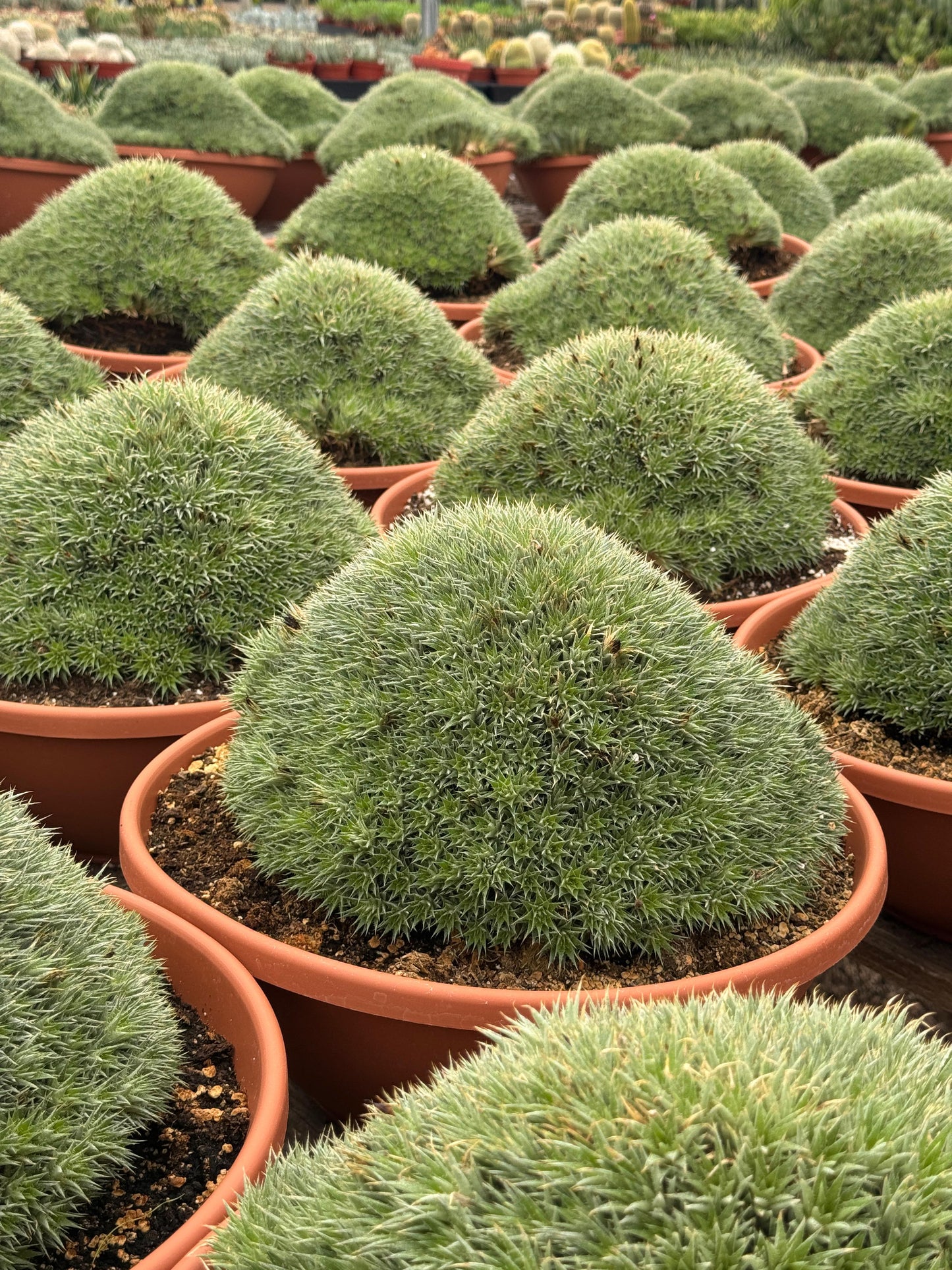 Deuterochnia brevifolia