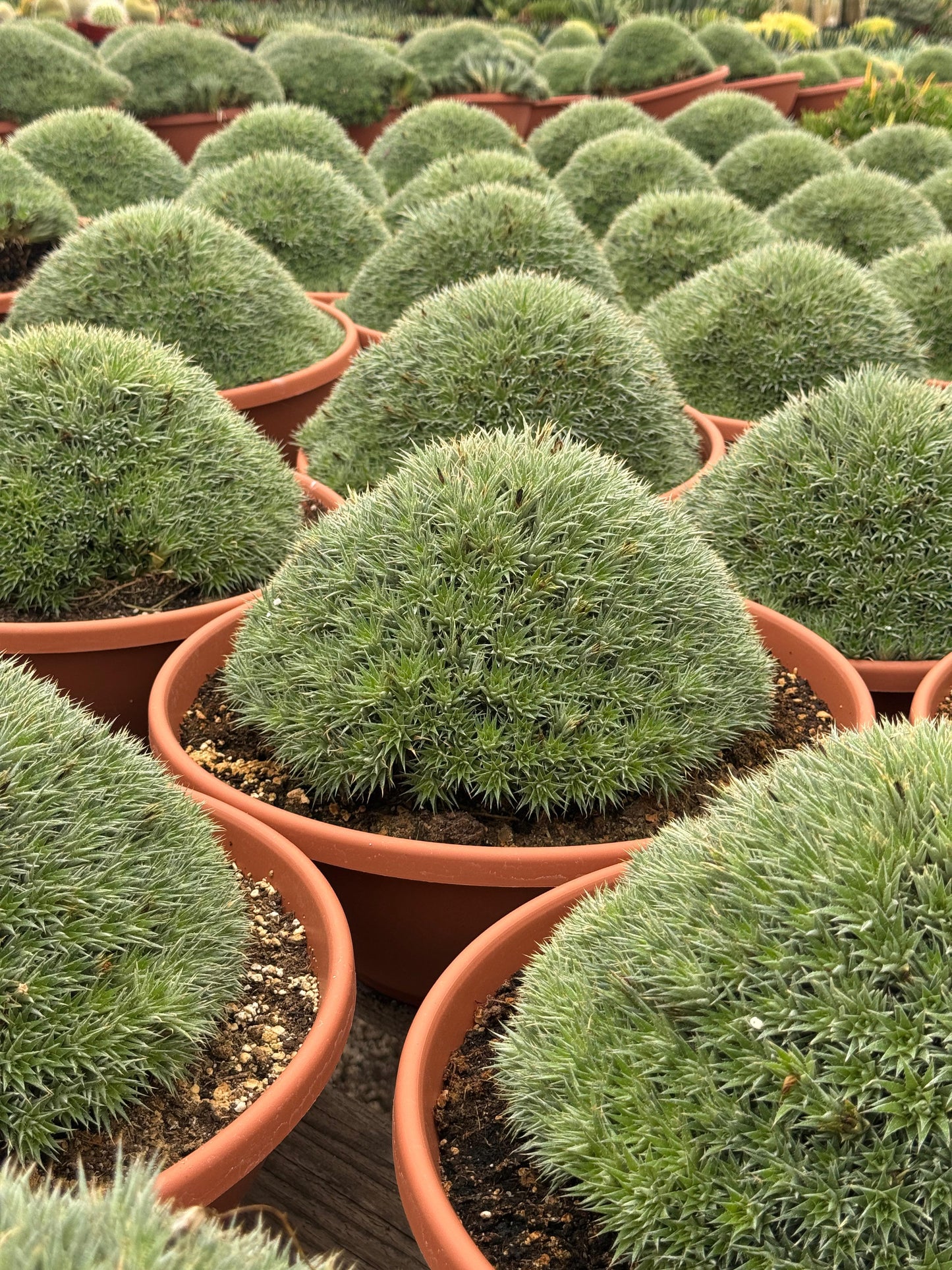 Deuterochnia brevifolia