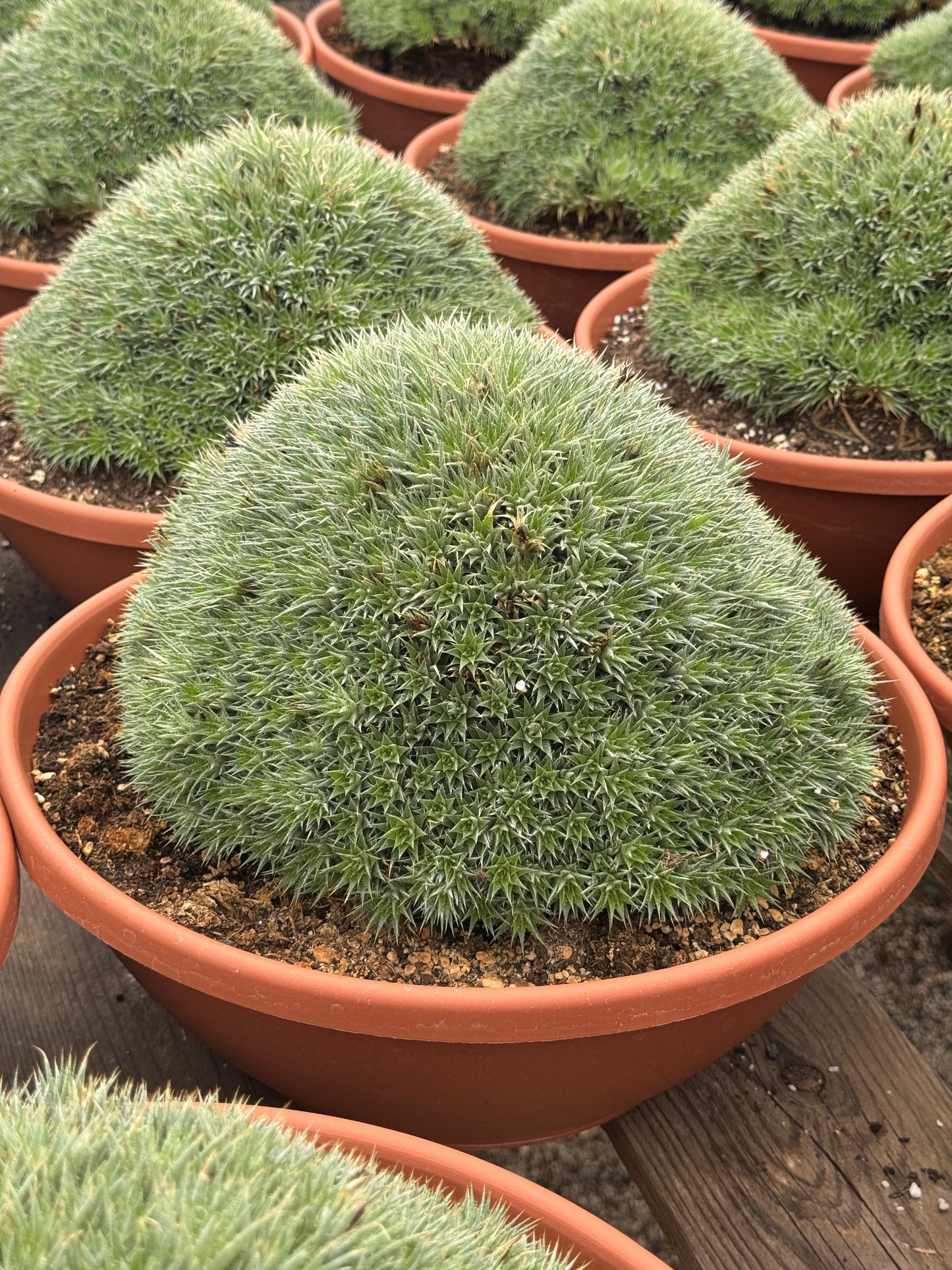 Deuterochnia brevifolia