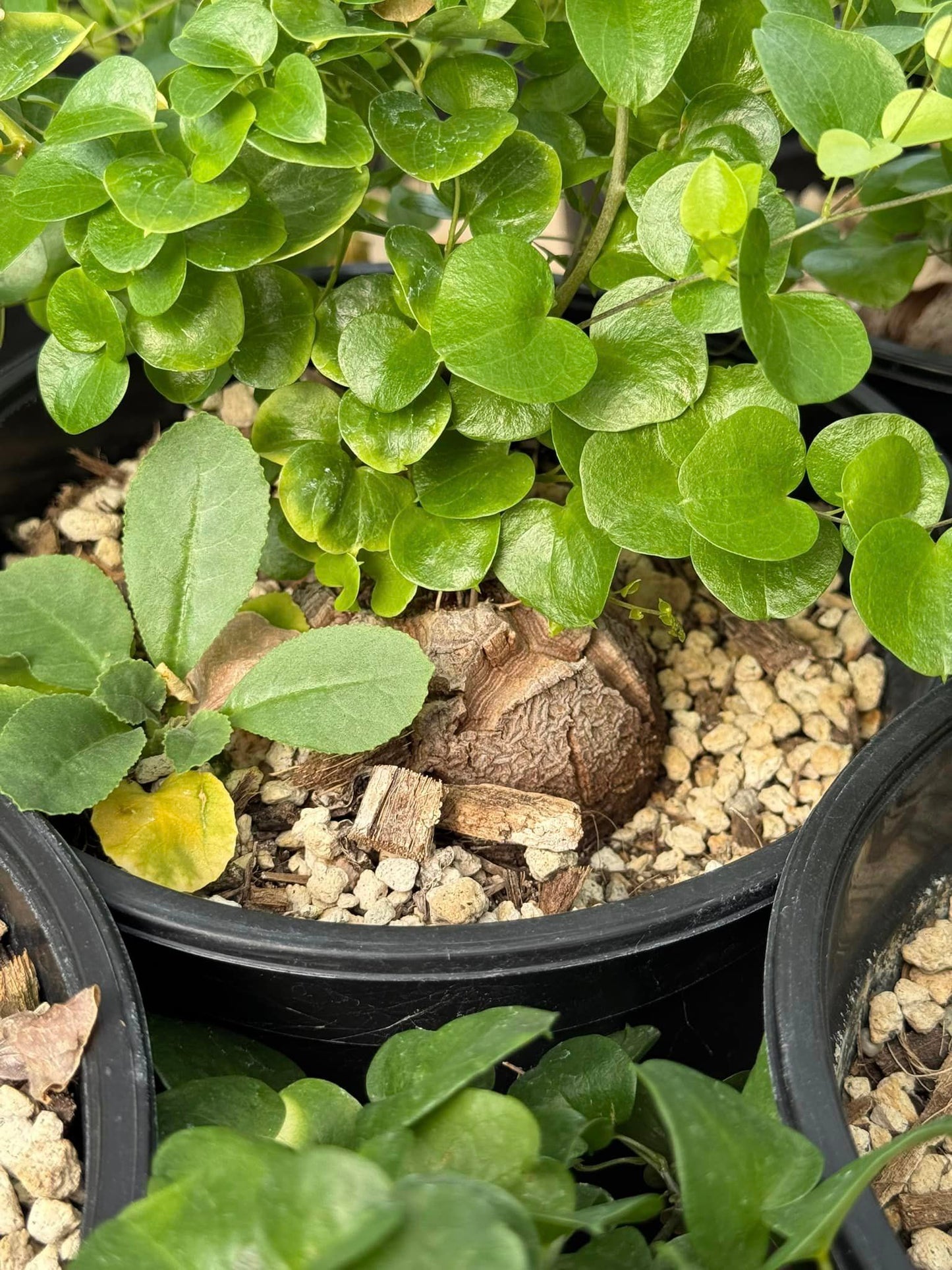 Dioscorea elephantipes ‘montana’