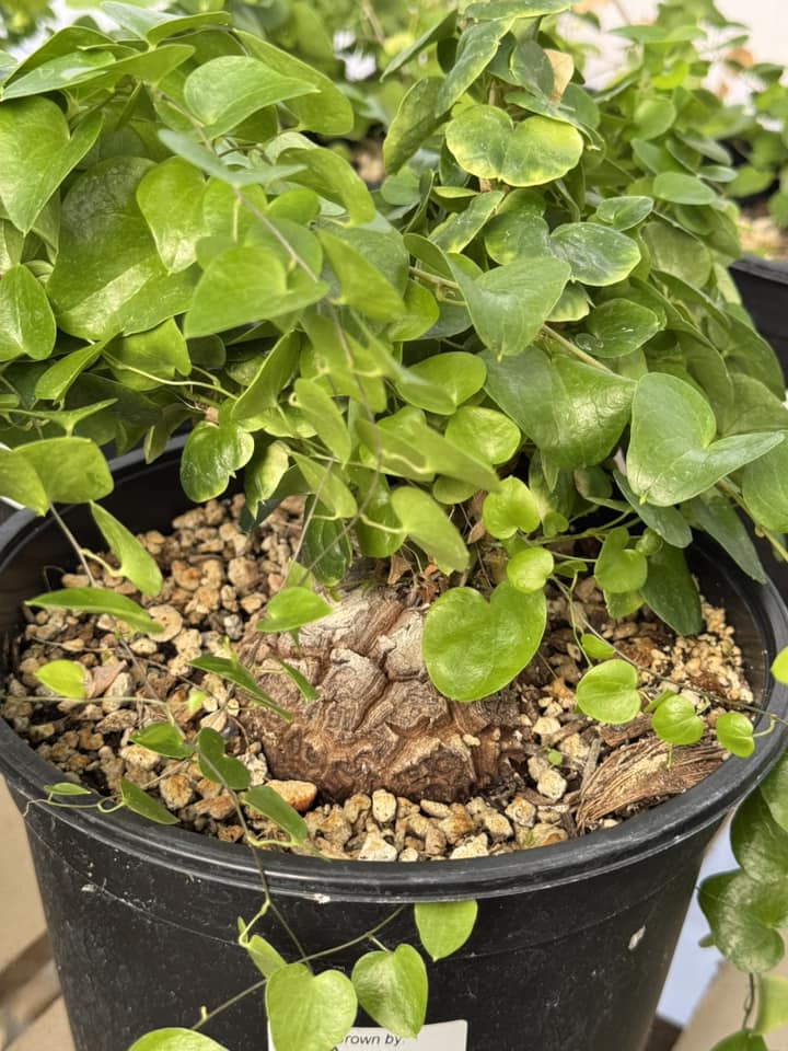 Dioscorea elephantipes ‘montana’