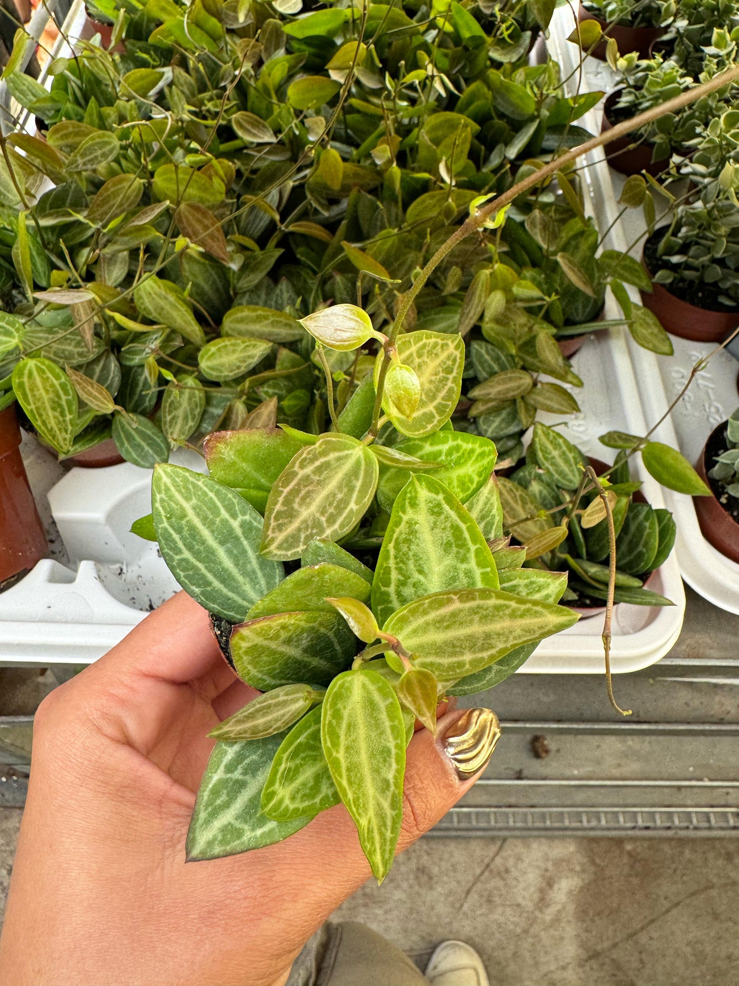 Dischidia watermelon