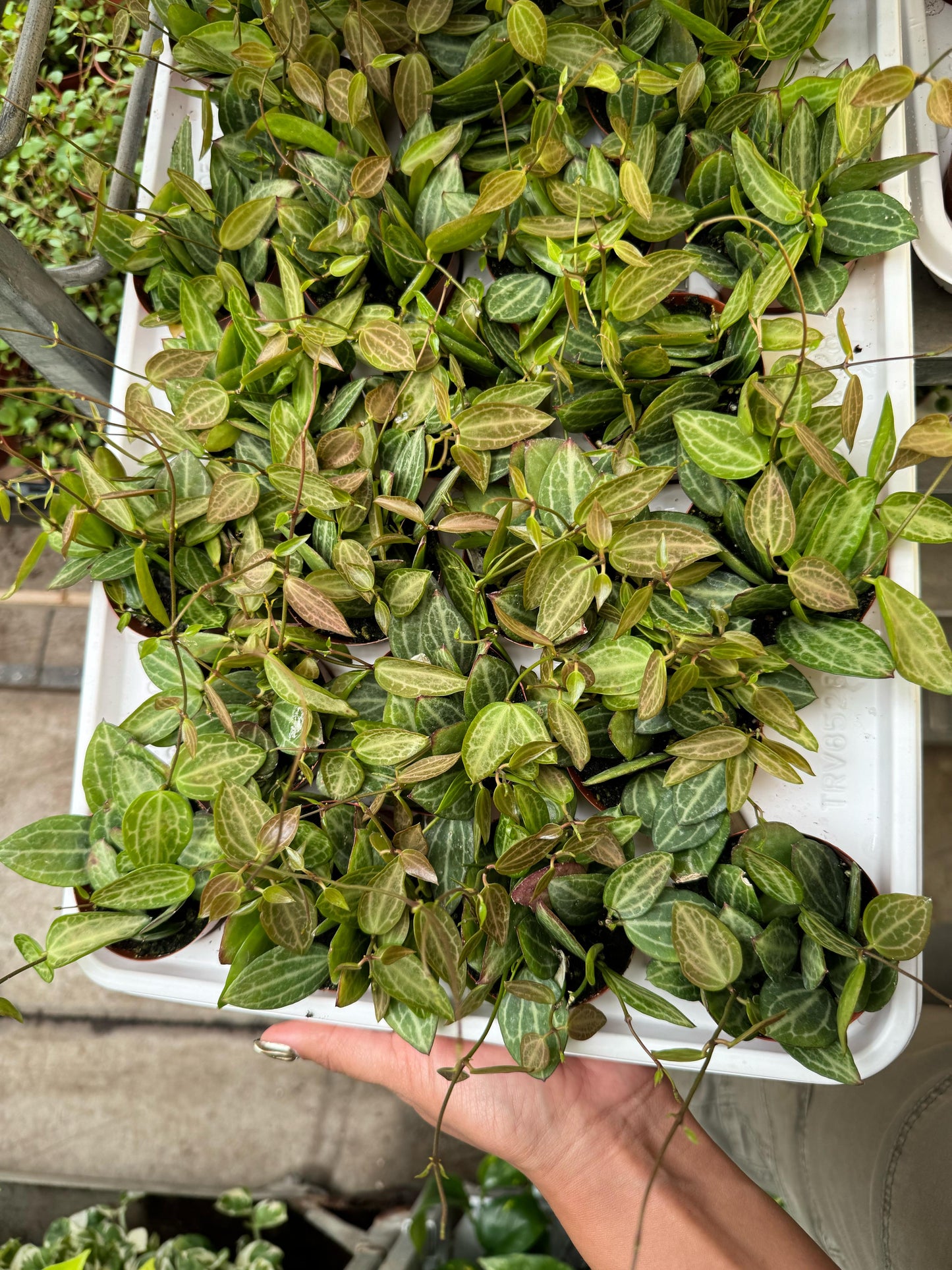 Dischidia watermelon