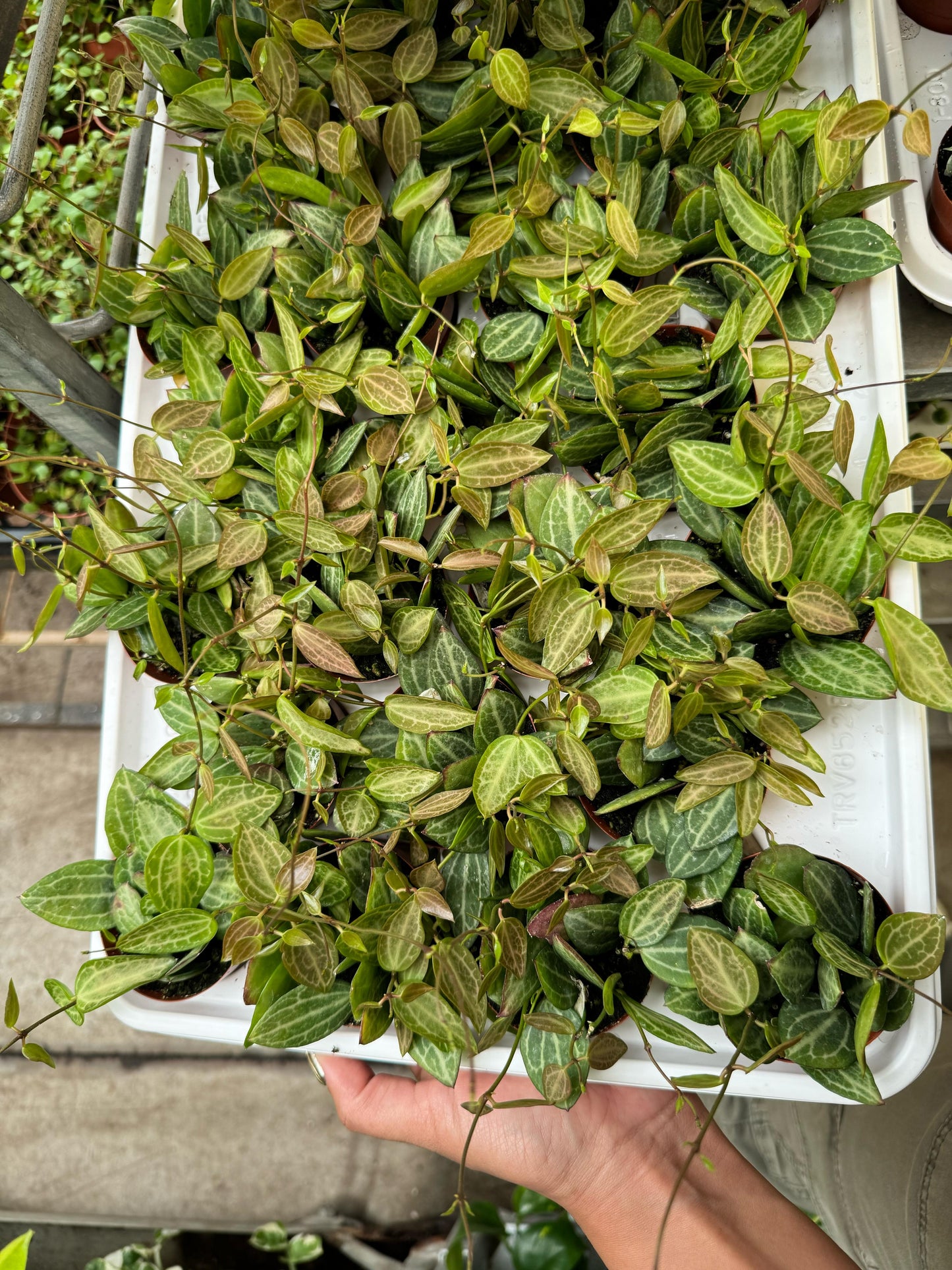 Dischidia watermelon