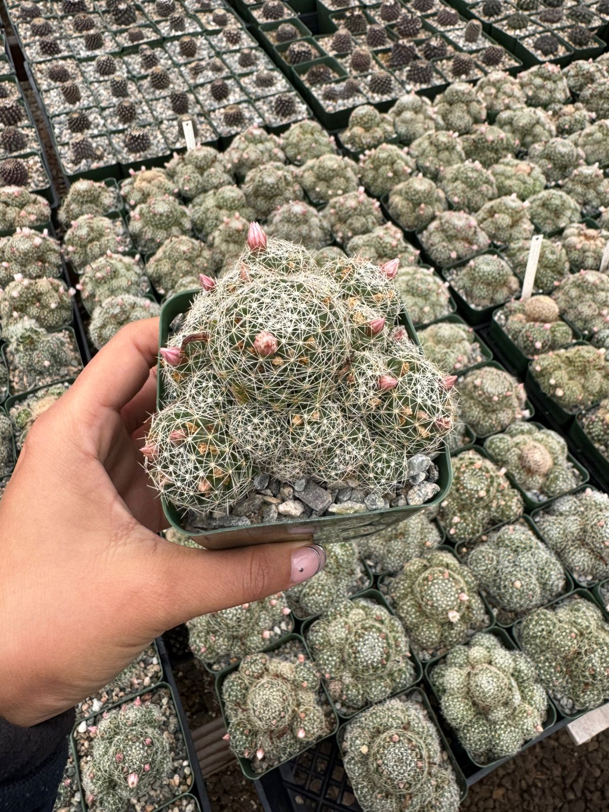 Dolichothele albescens