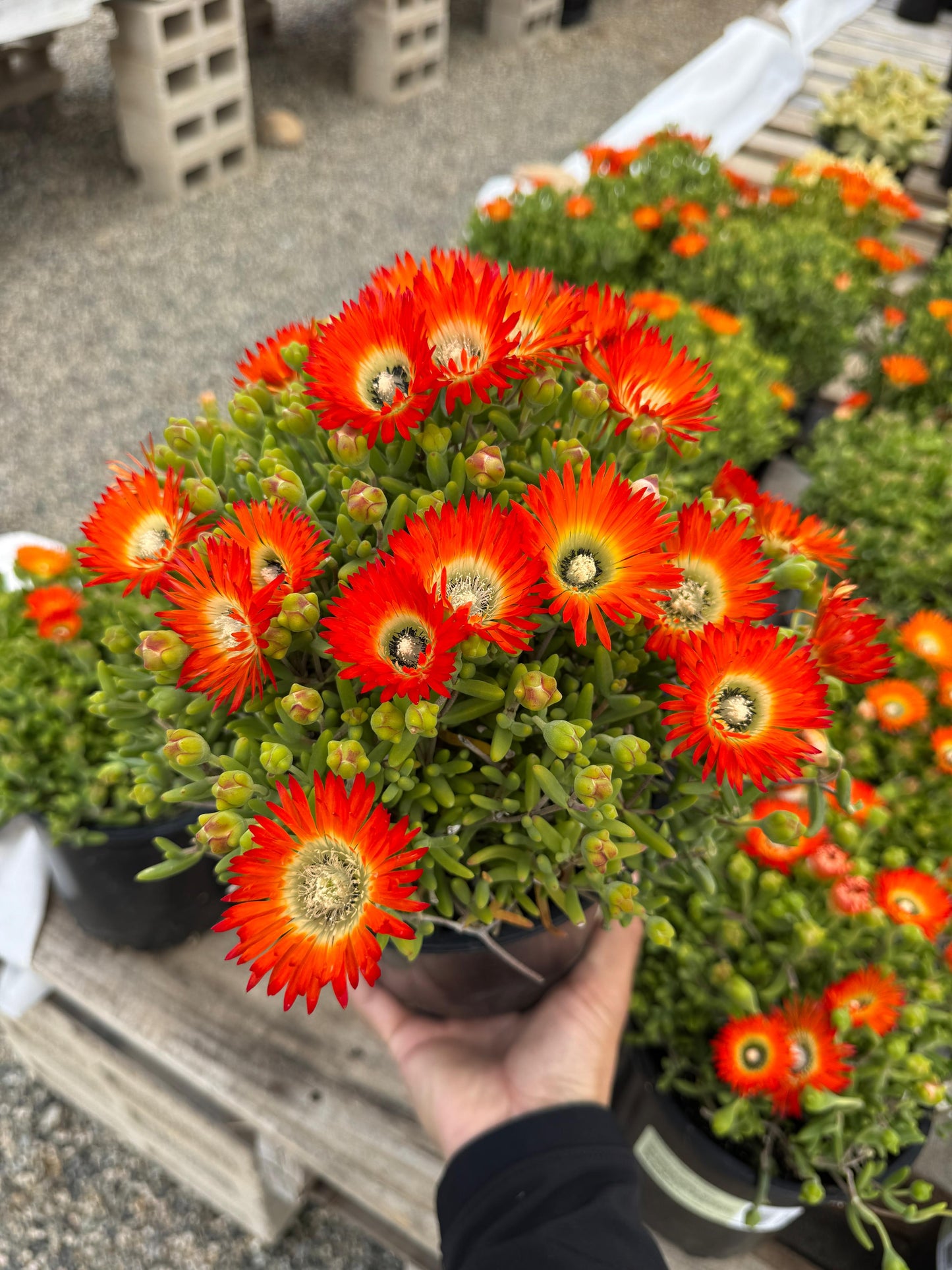 Drosanthemum embers