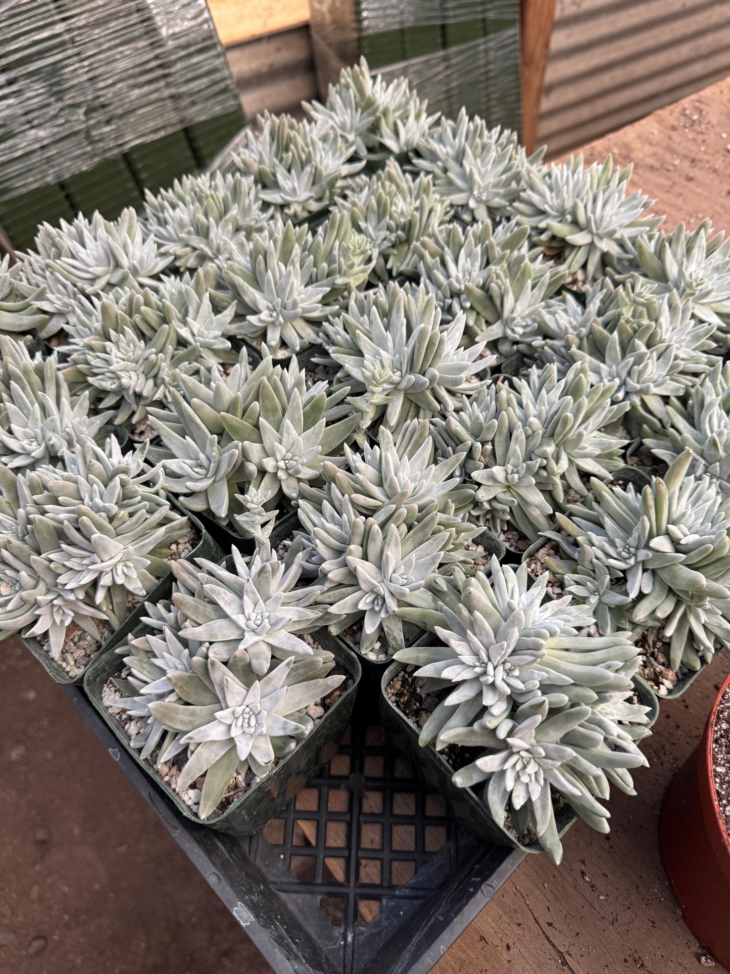 Dudleya gnoma cluster