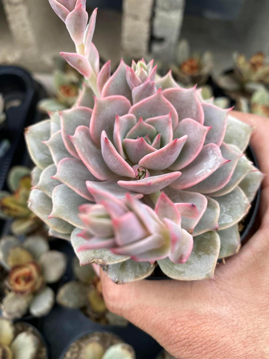 Echeveria Angel kiss 3.5"
