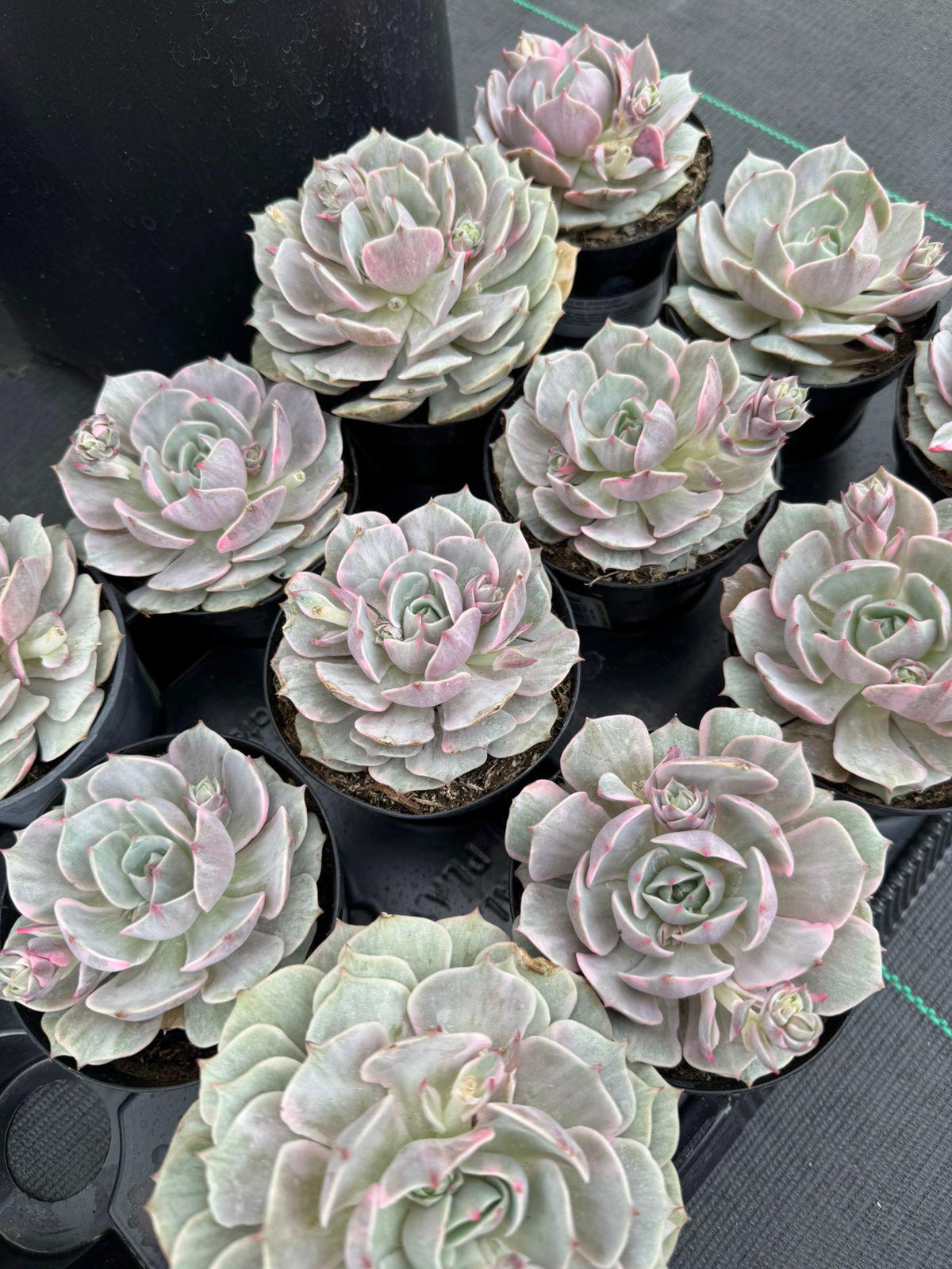 Echeveria Lola Variegada