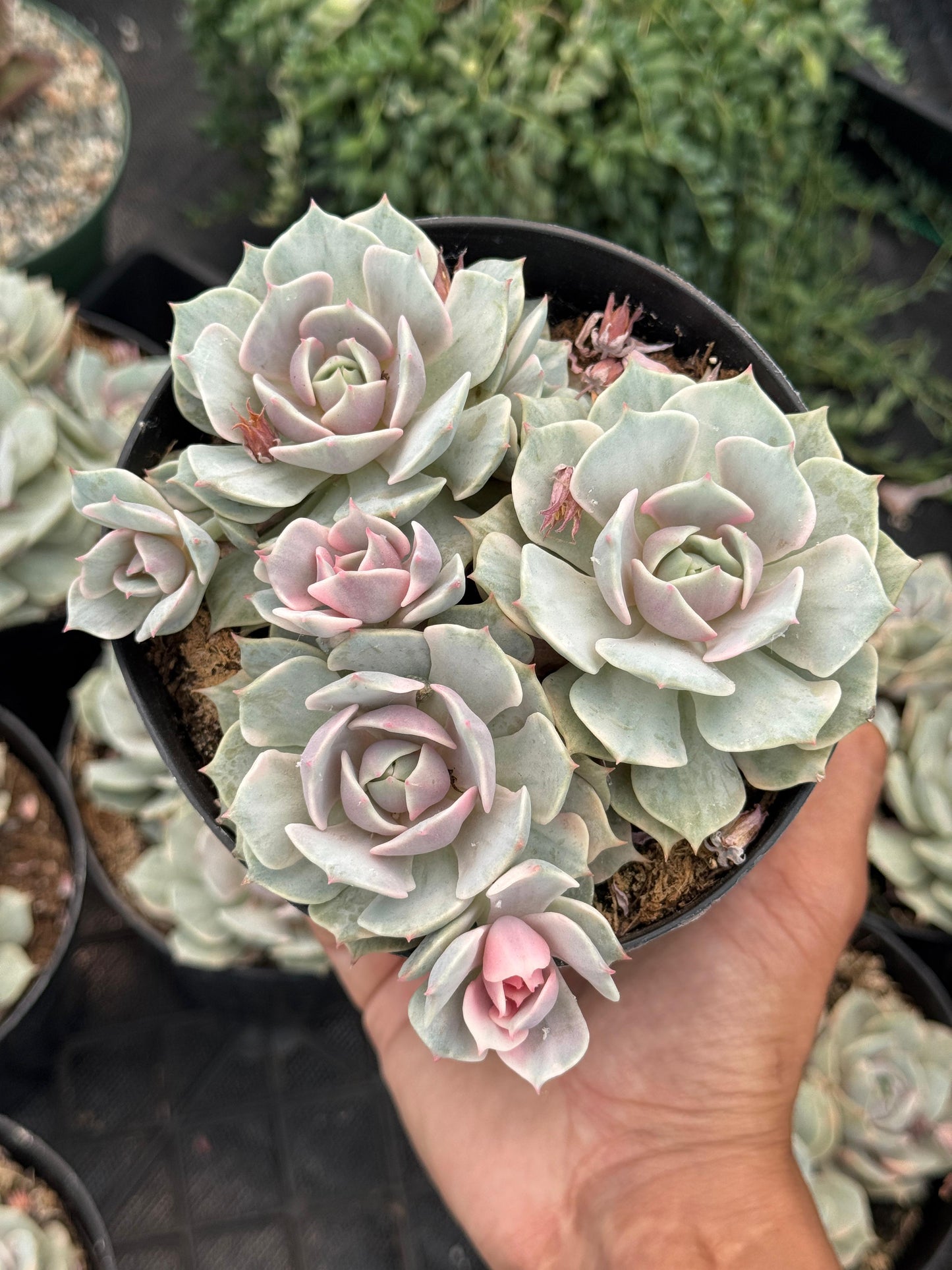 Echeveria Lola Variegada cluster