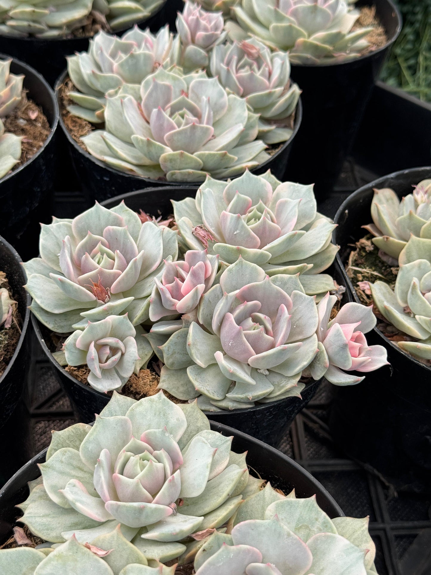 Echeveria Lola Variegada cluster