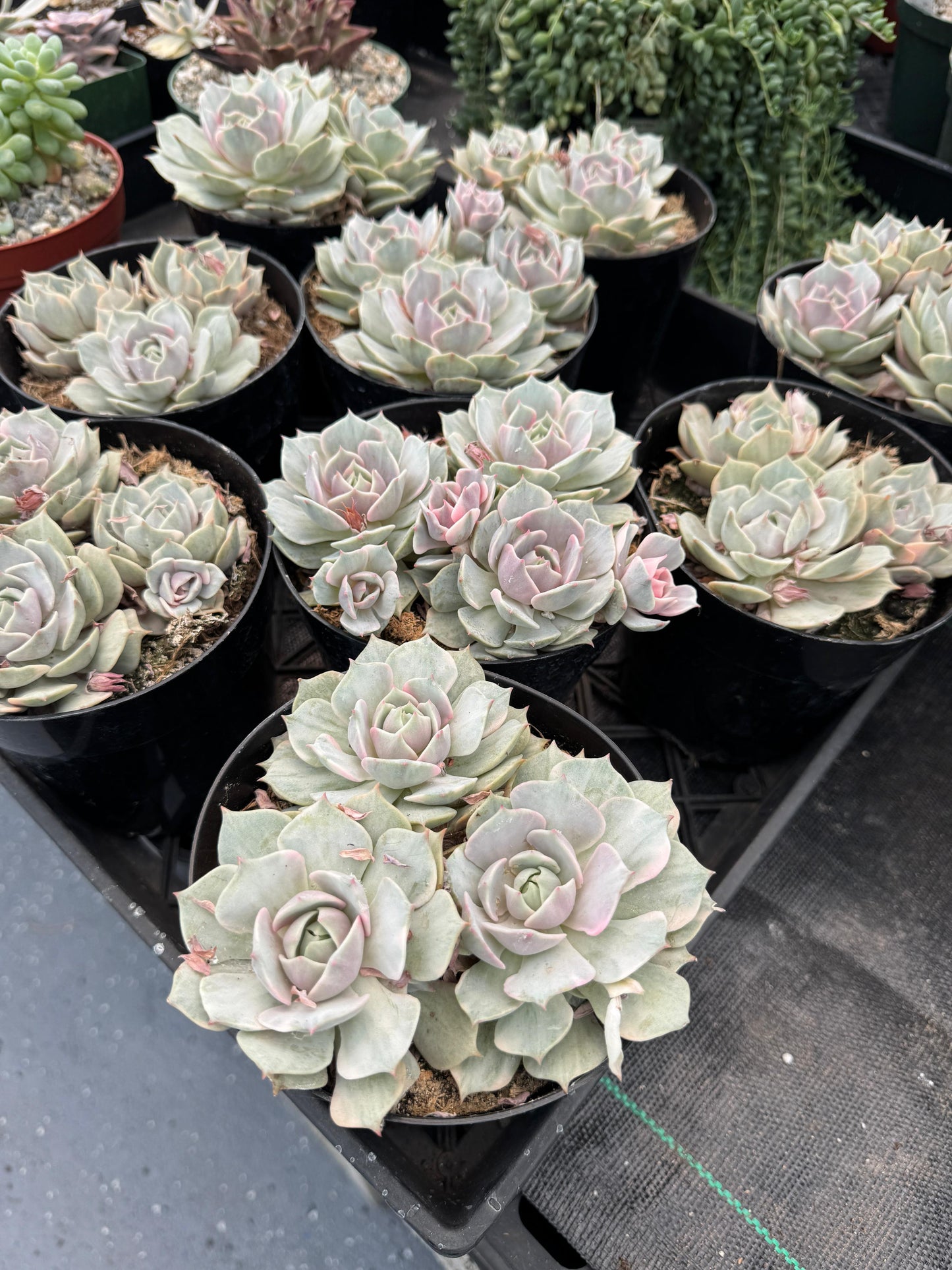 Echeveria Lola Variegada cluster