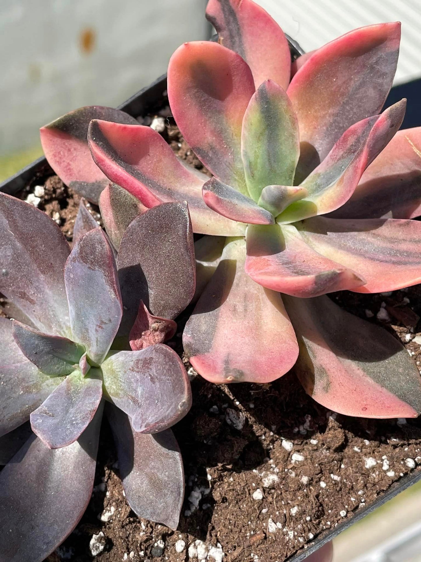Echeveria Primadonna