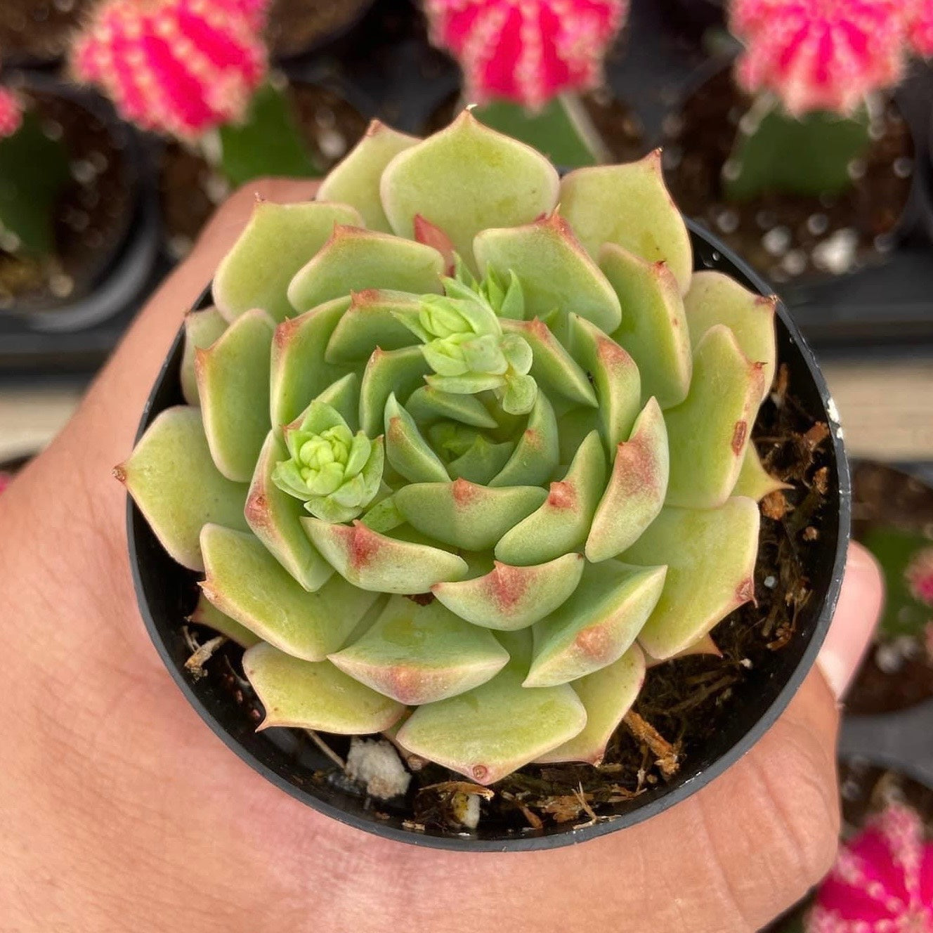 Echeveria Ramillete
