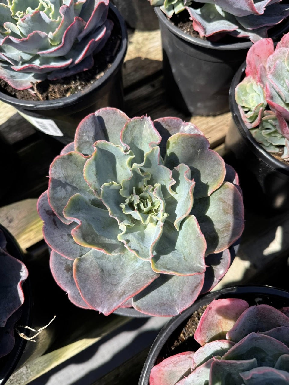 Echeveria River Blue