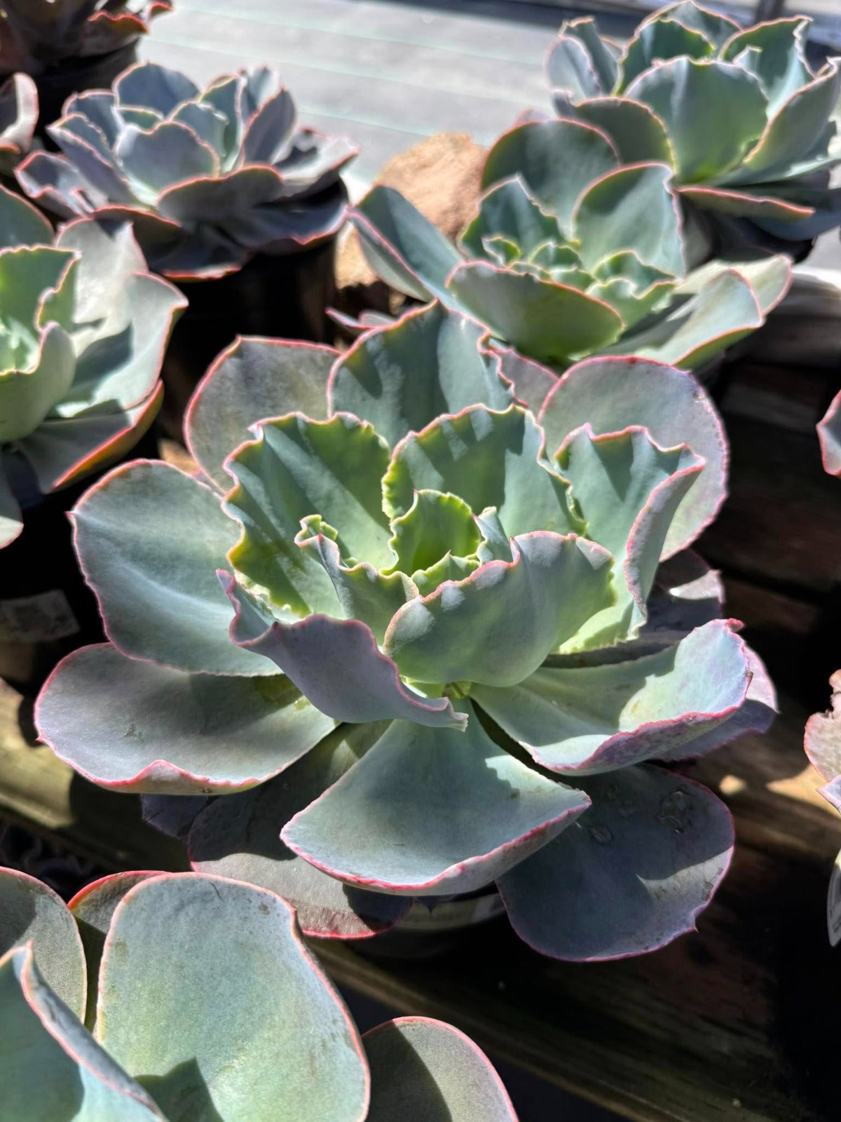 Echeveria Sahara