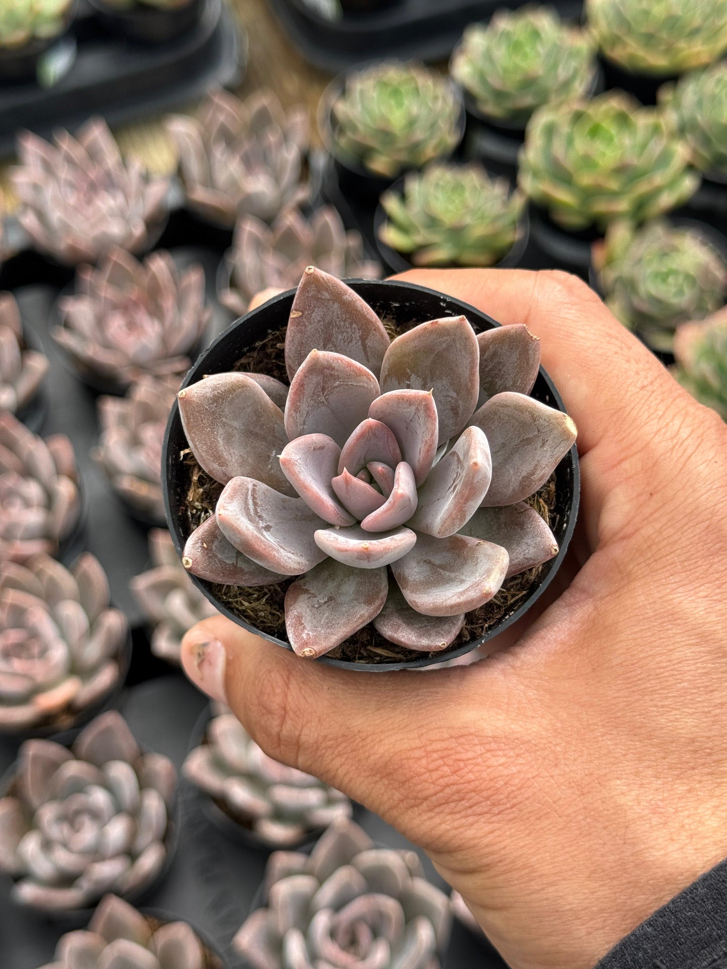 Echeveria Silver queen
