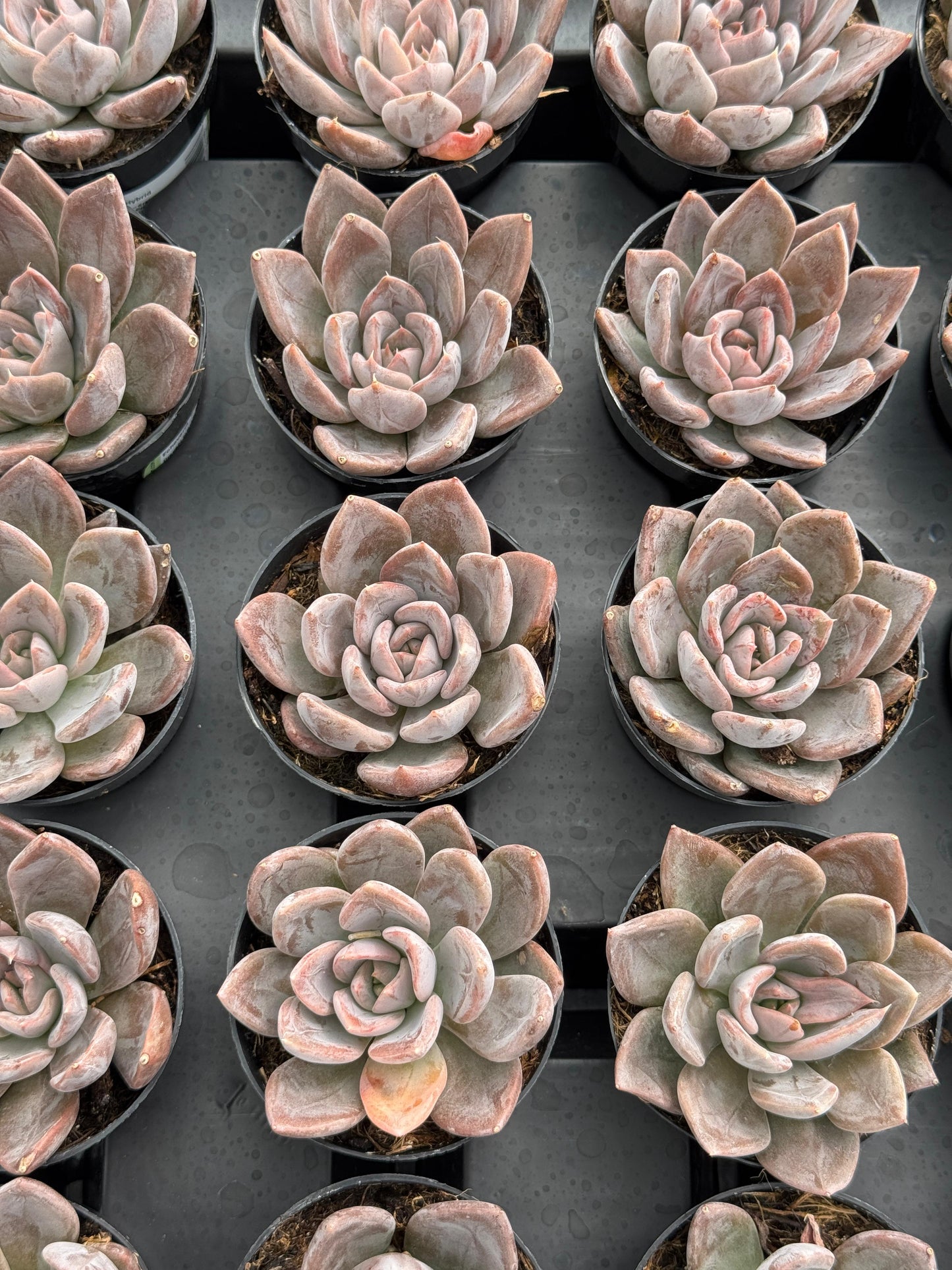 Echeveria Silver queen