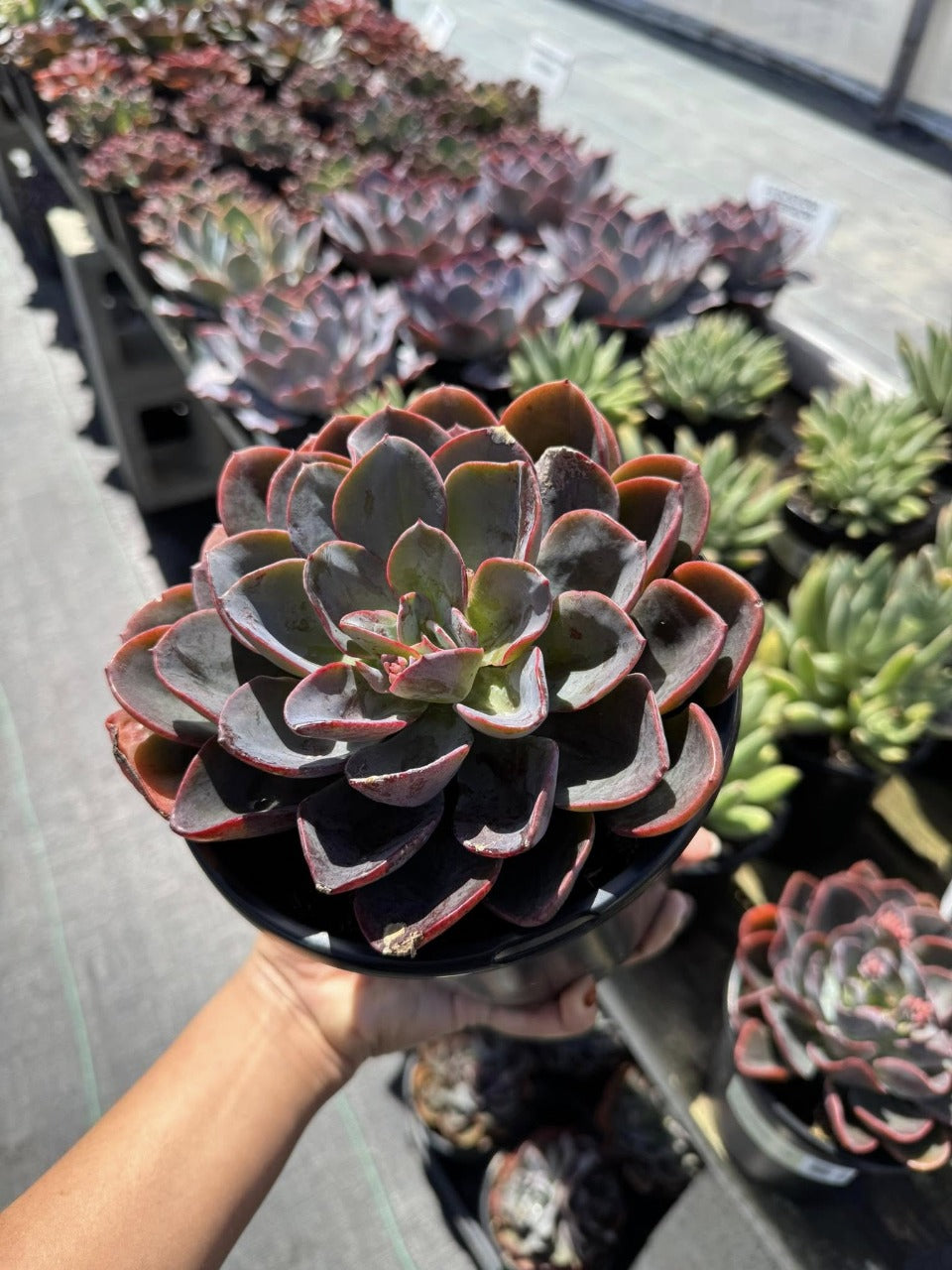 Echeveria Swirl