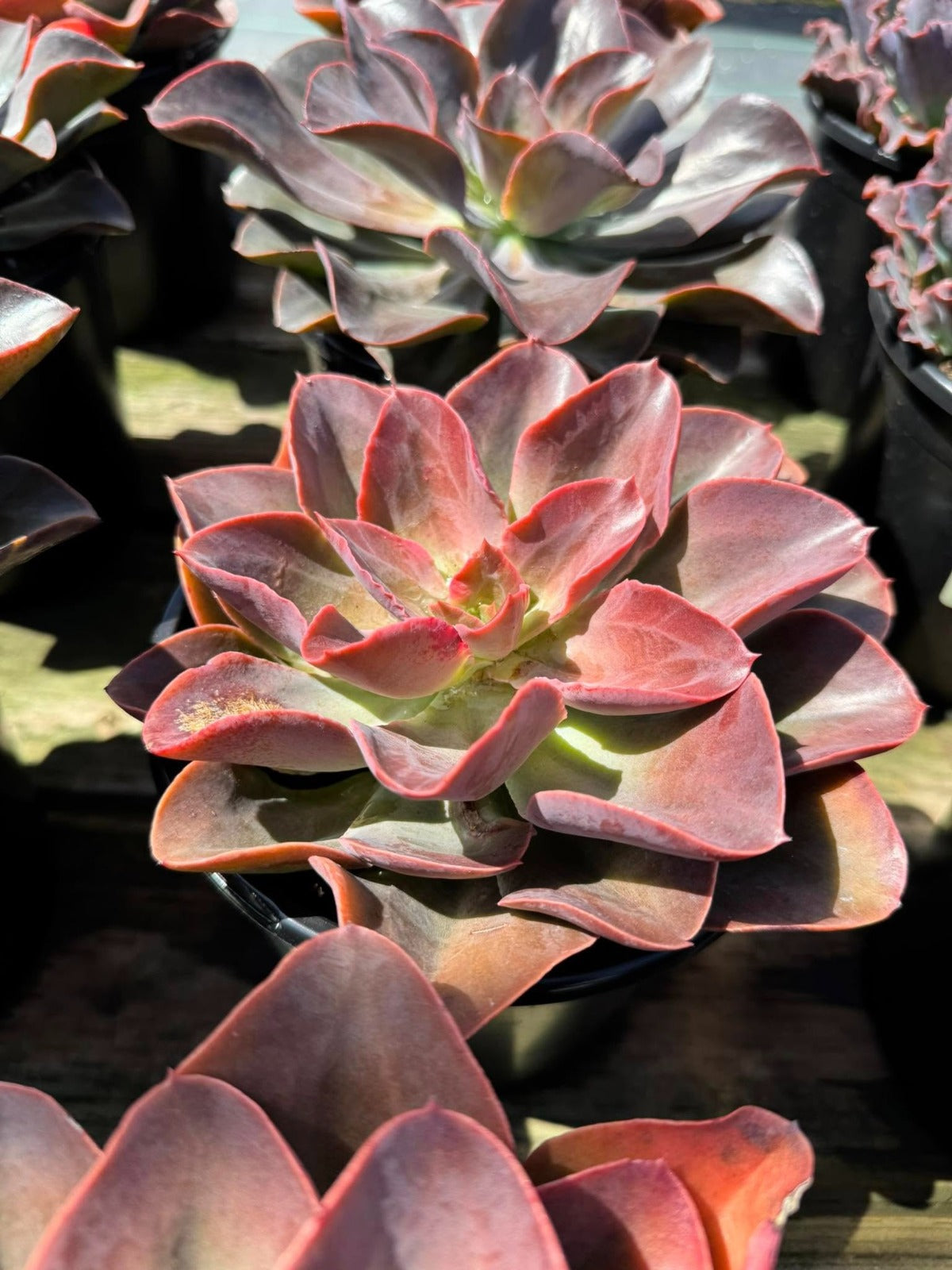Echeveria Valeria