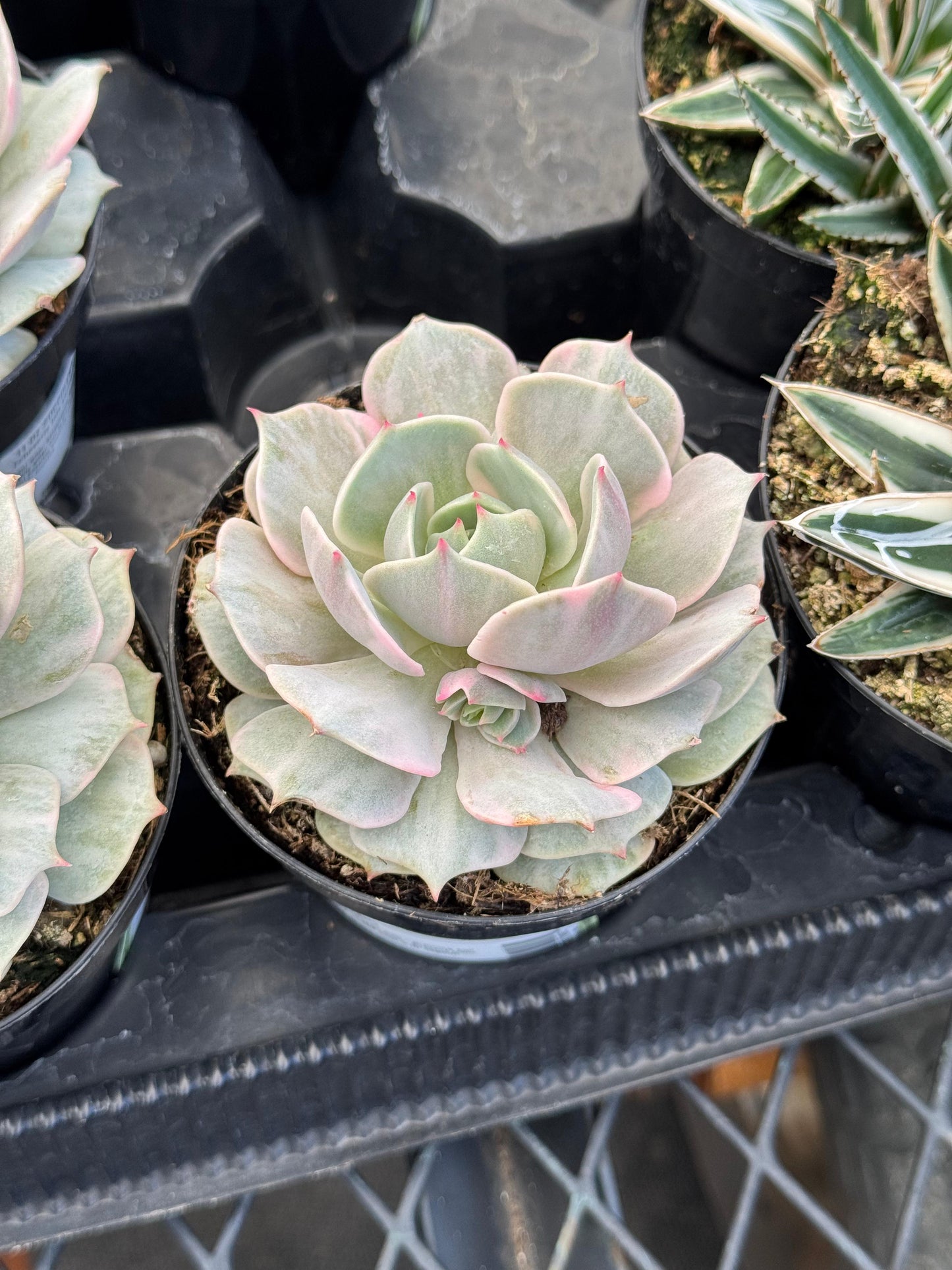 Echeveria Lola Variegada