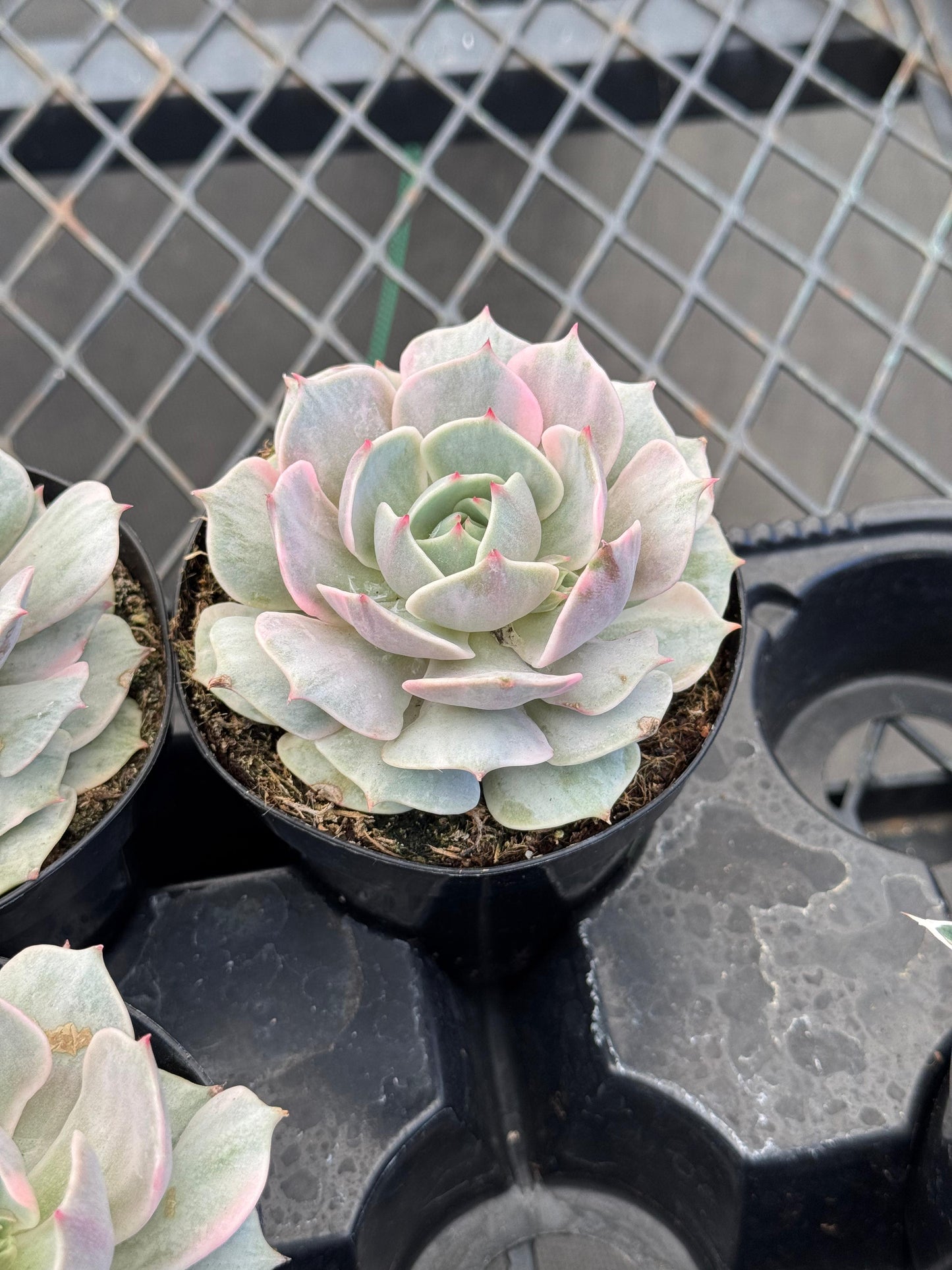 Echeveria Lola Variegada