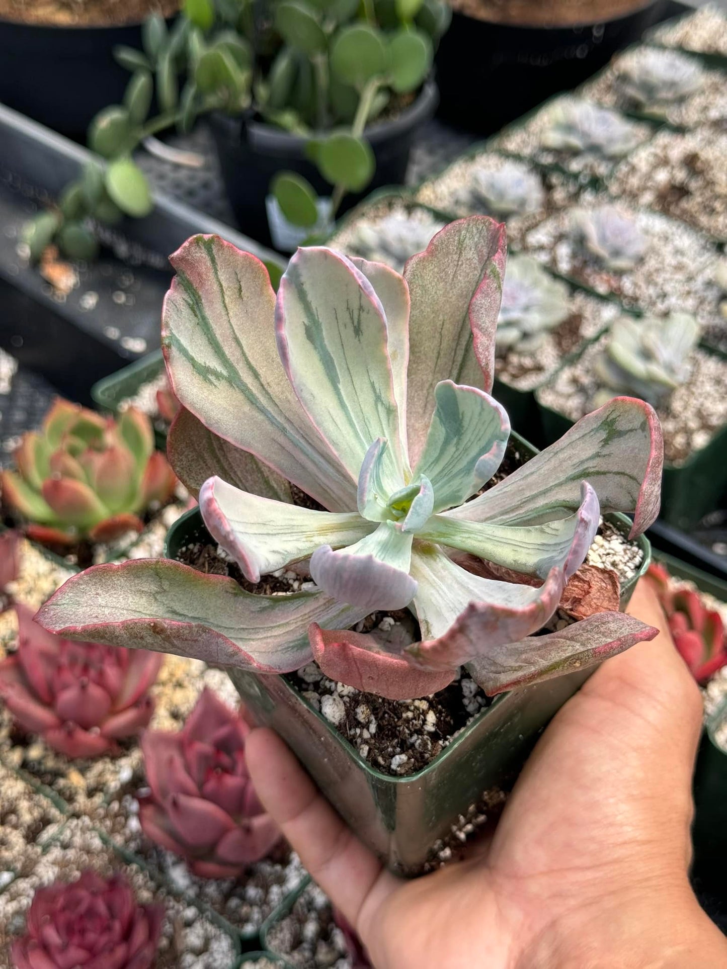 Echeveria Paul bunyan mutación