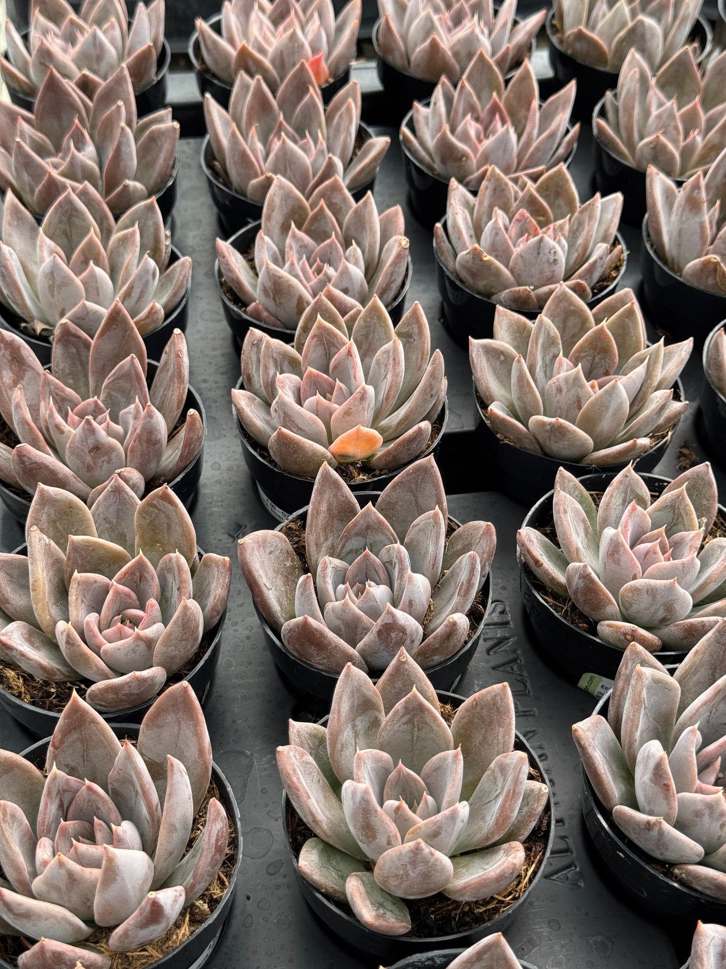 Echeveria Silver queen