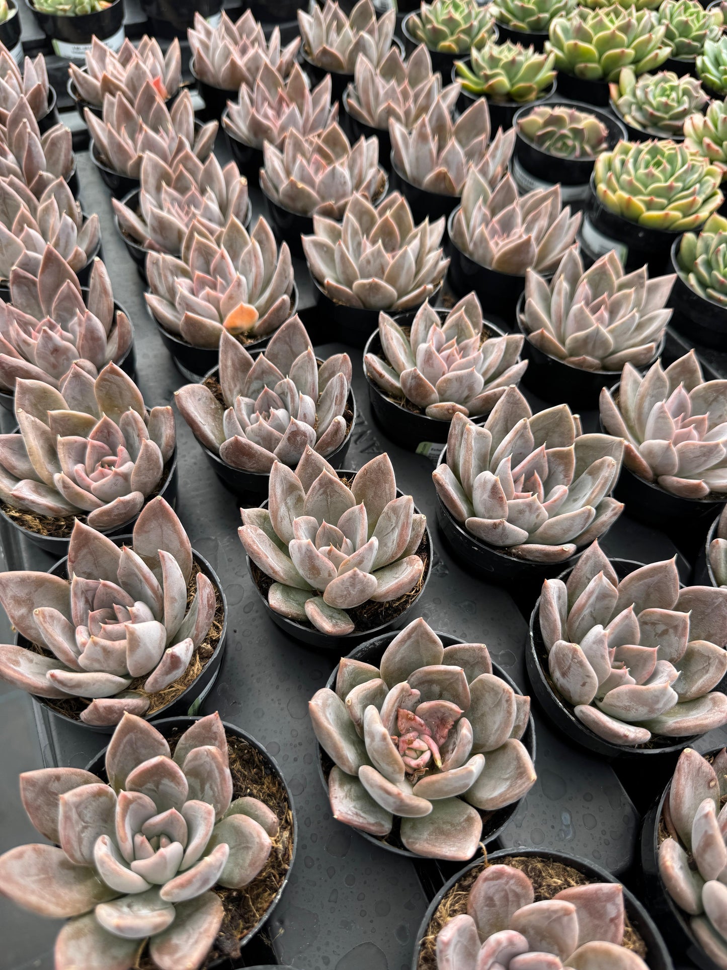 Echeveria Silver queen