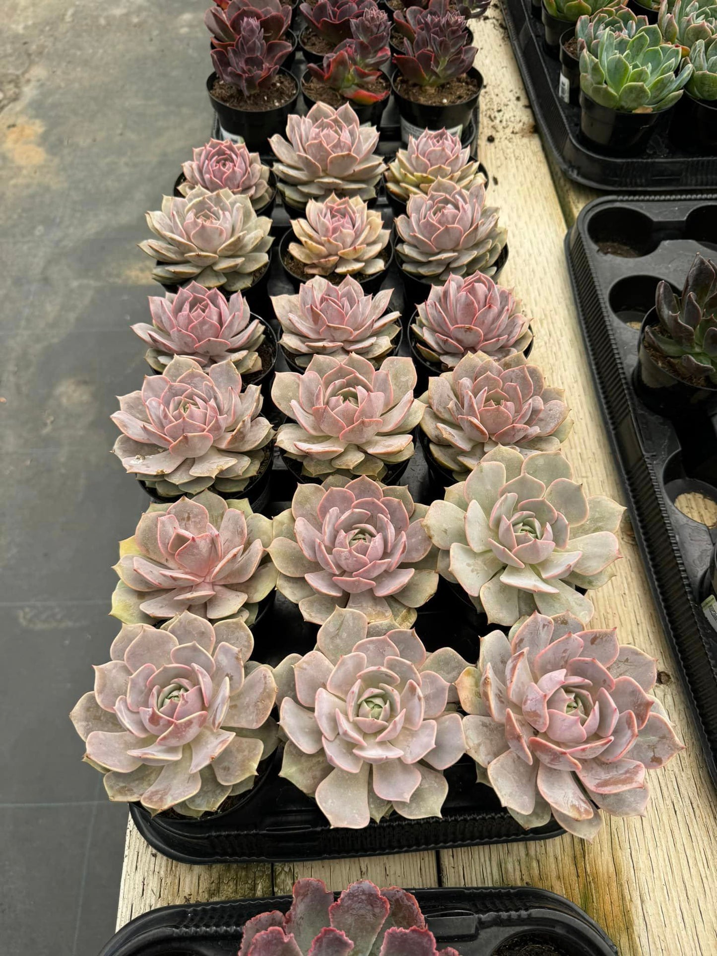 Echeveria Angel kiss 3.5"