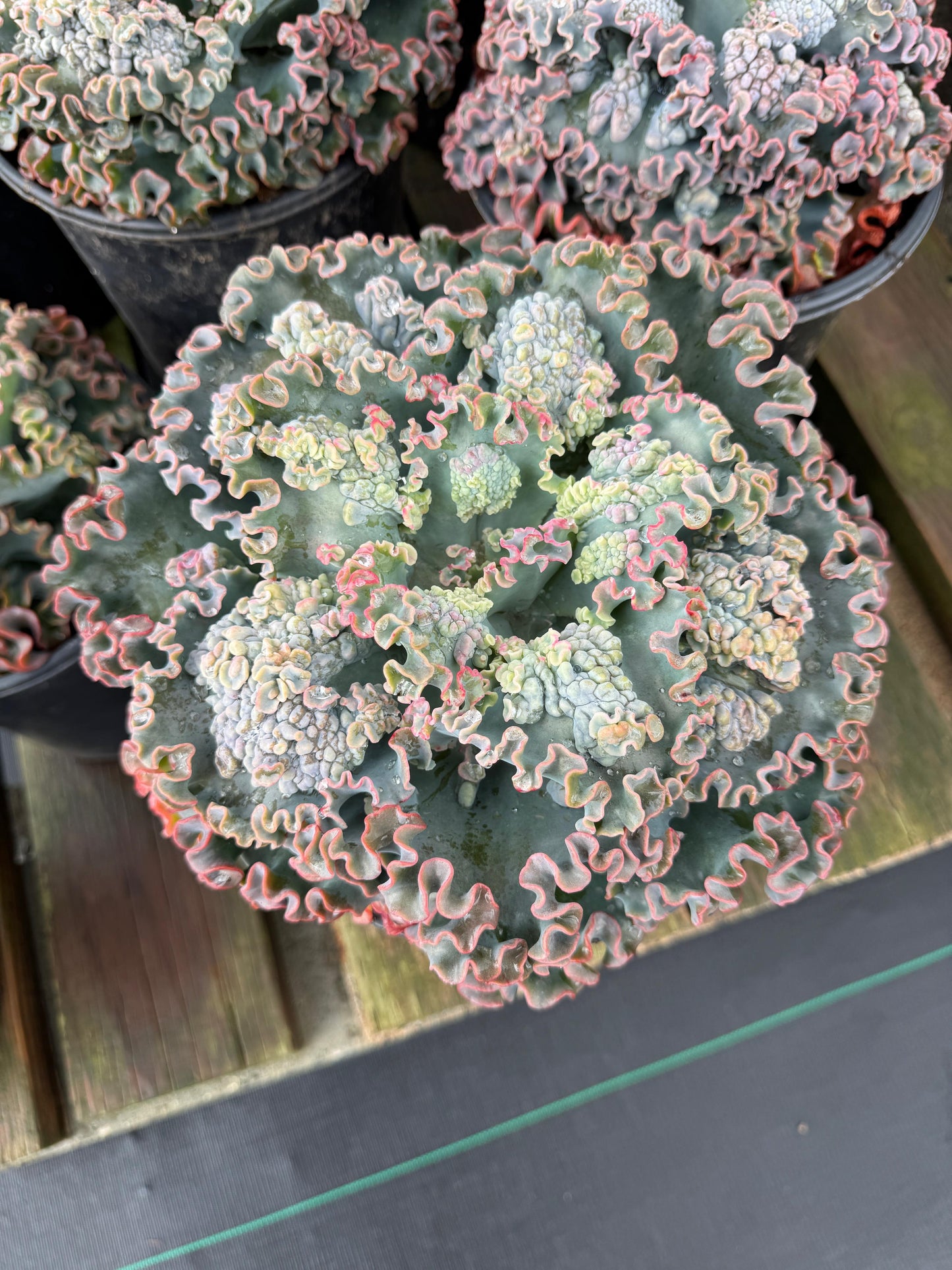 Echeveria sea dragón