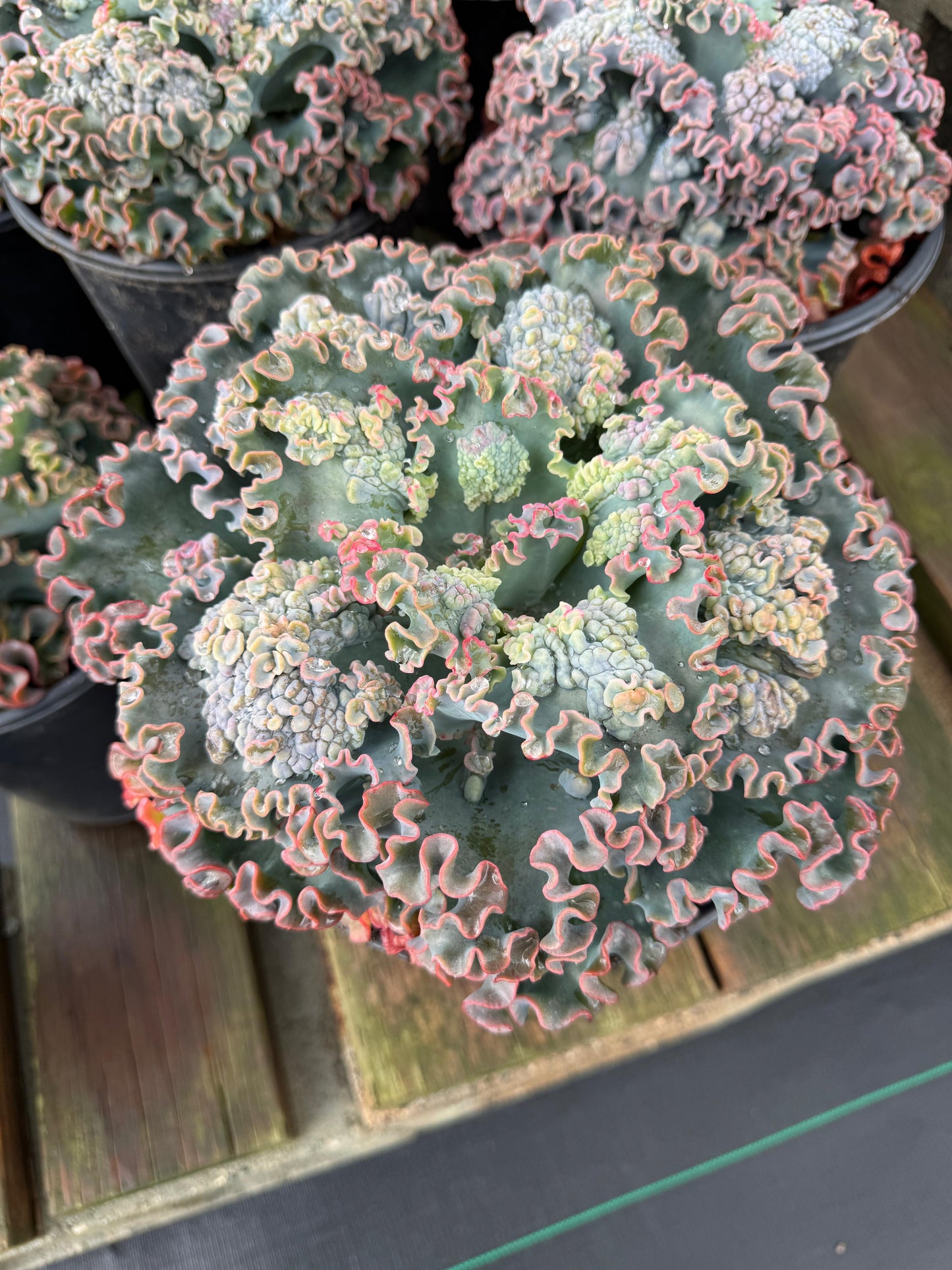 Echeveria sea dragón