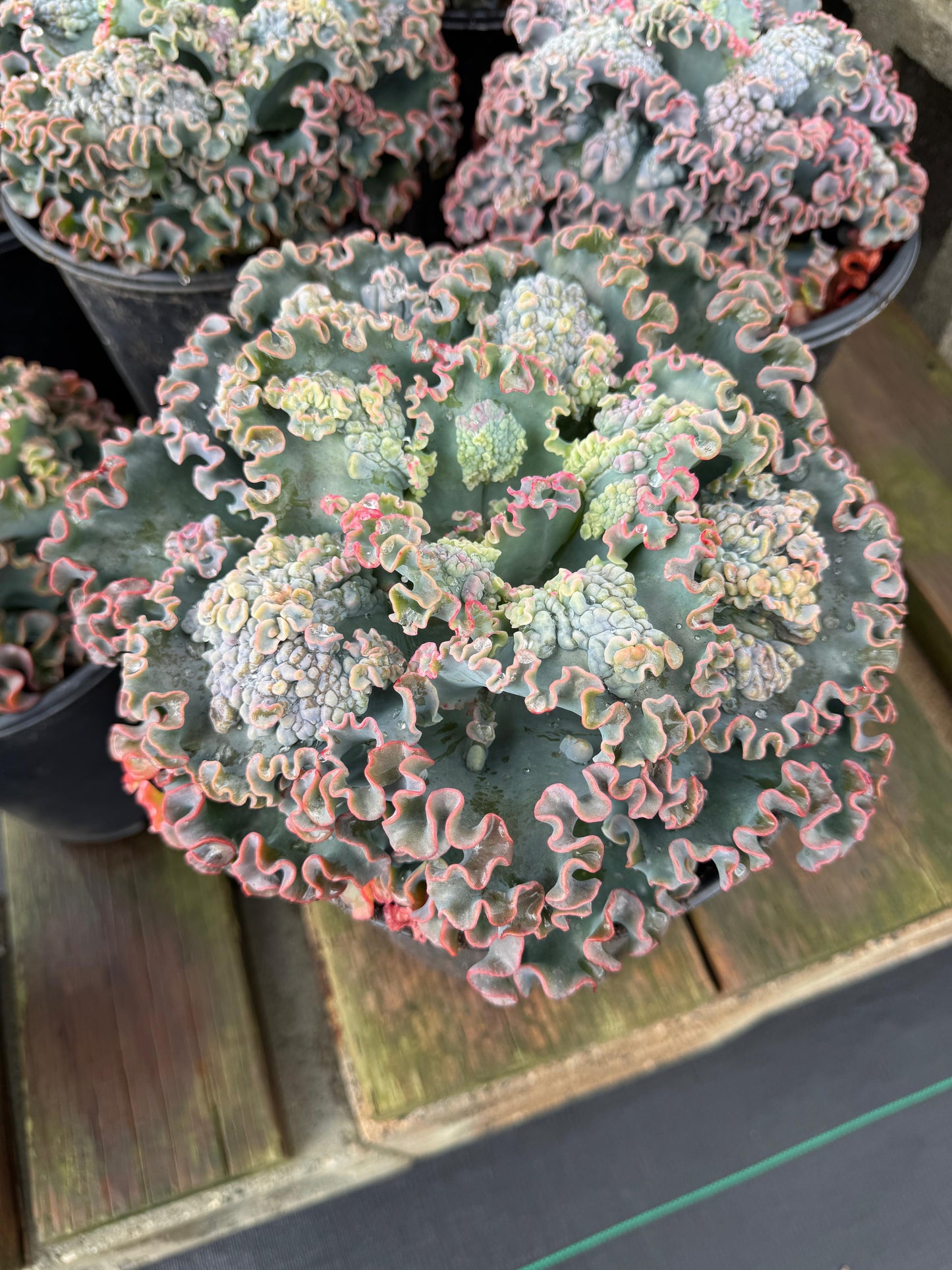 Echeveria sea dragón