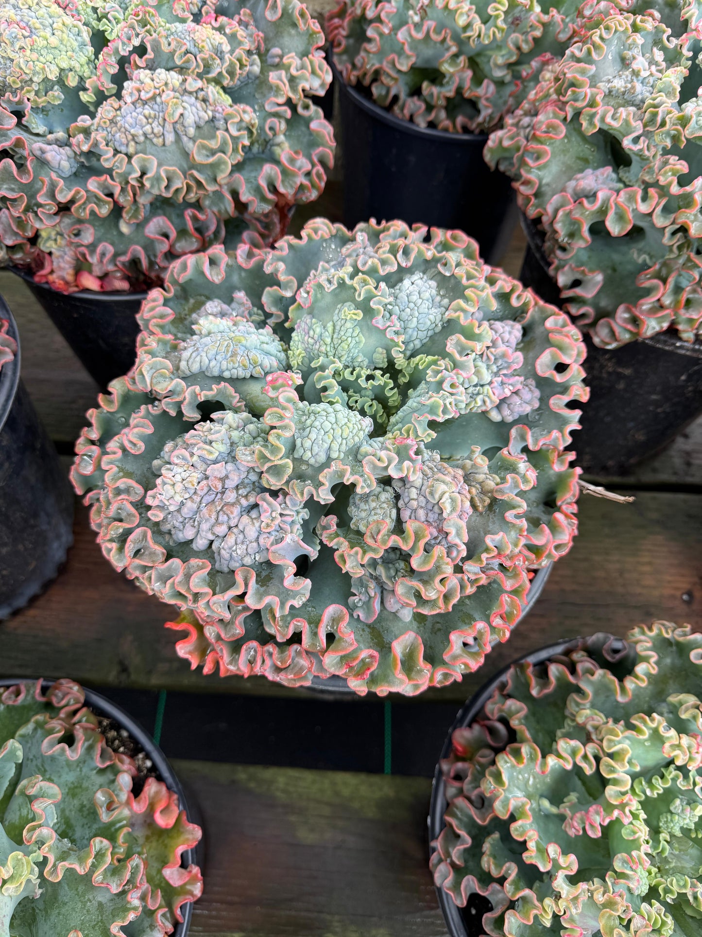 Echeveria sea dragón